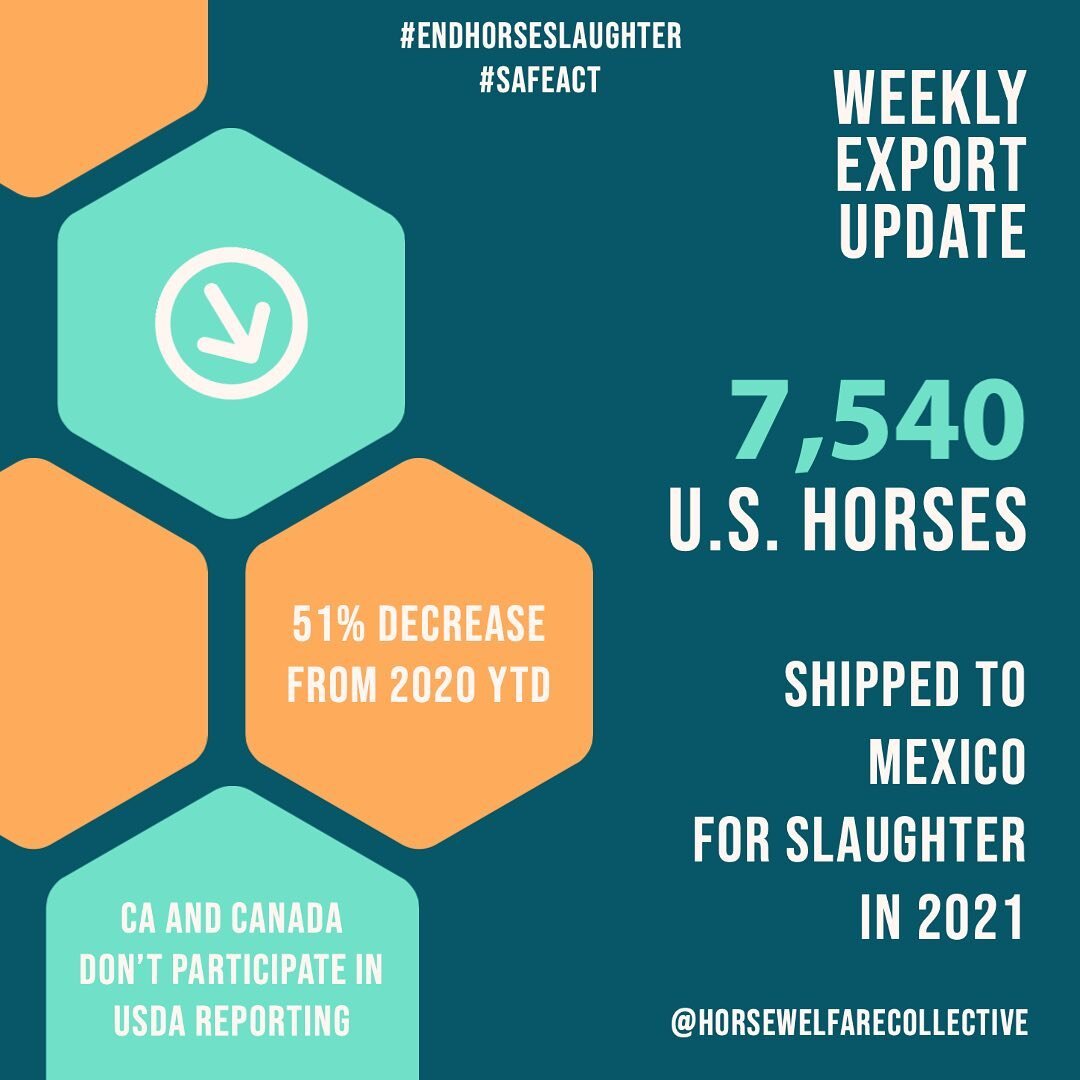 Visit safe-act.org and @thesafeact to help #endhorseslaughter. 

353 U.S. #horses were #exported to #mexico for slaughter the week of 6/12/21. This figure only includes horses specified as &quot;for slaughter&quot; at ports. 

Note that there are hor