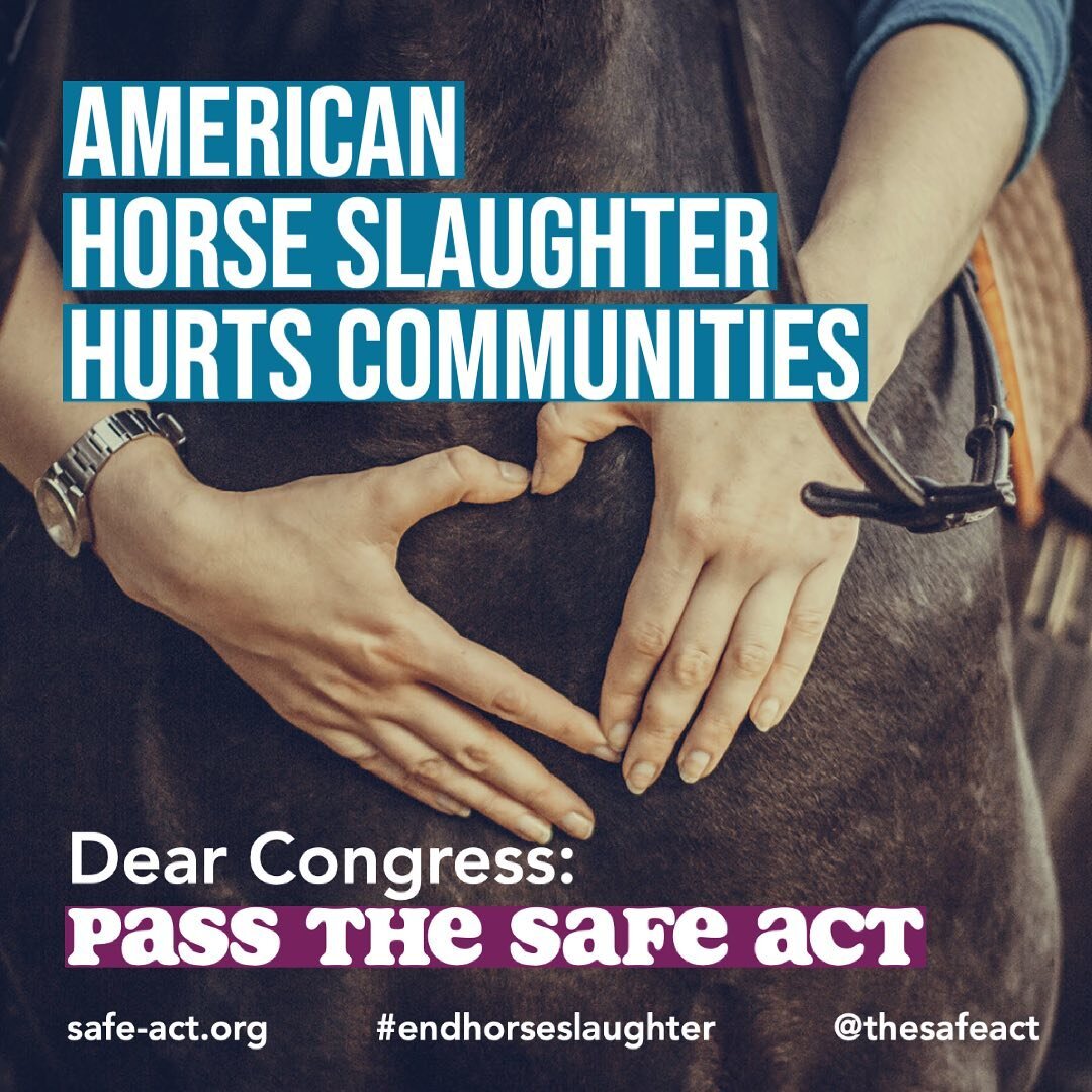 Please share and tag your senators and representatives. Ask them to cosponsor and #passthesafeact . Visit safe-act.org to learn why #American #horse slaughter is a #horsewelfare and #publichealth #crisis . @horsewelfarecollective #endhorseslaughter #