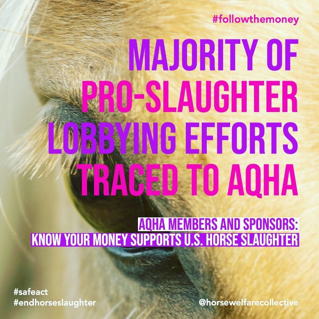 The @officialaqha not only relies on the slaughter of #american #horses to promote irresponsible #breeding (to increase registrations and revenue), it has encouraged a secondary market for #quarterhorse breeders to sell excess breeding #stock to slau