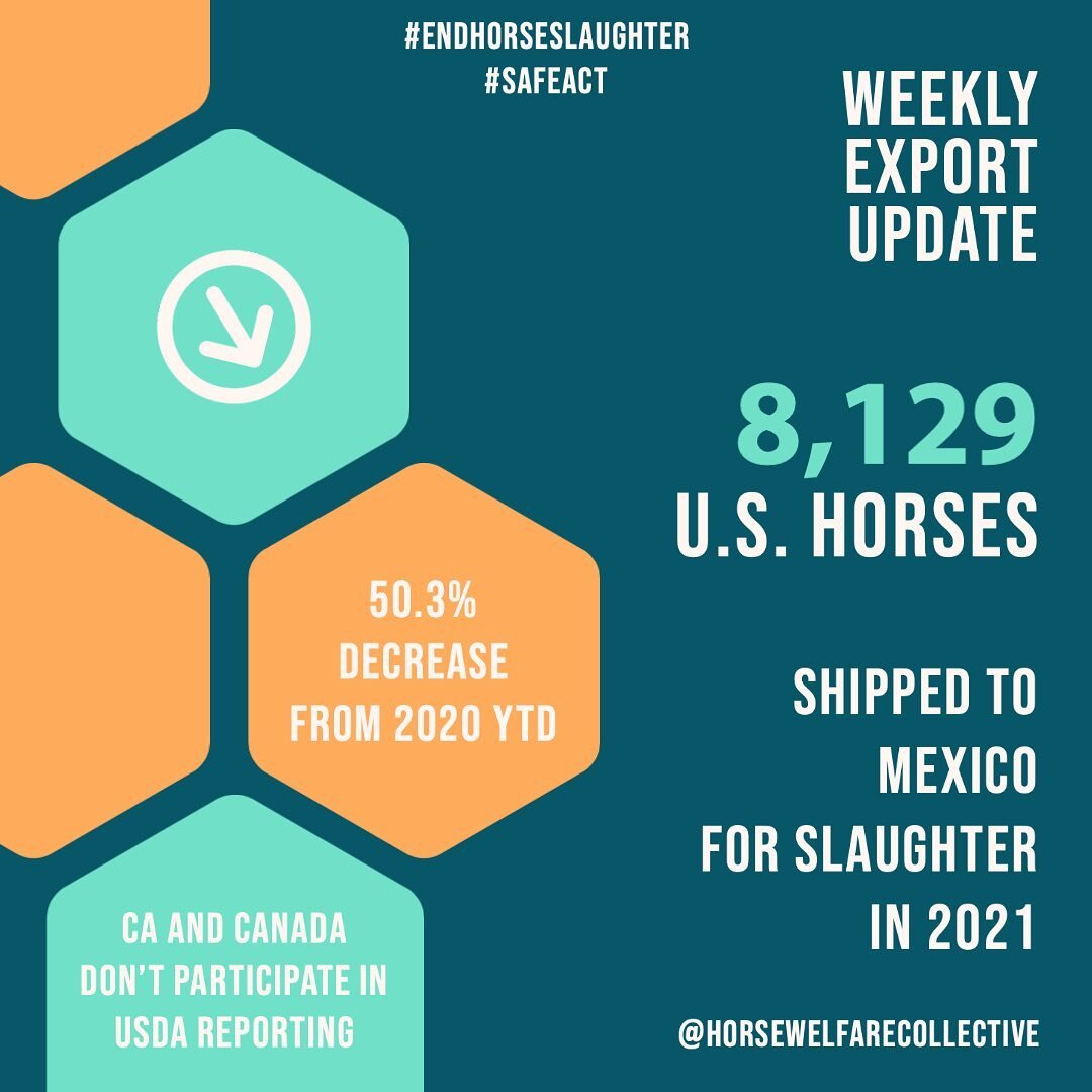 Call your senators today (202-224-3121) and tell them to ban the transportation of horses for slaughter and pass the INVEST in America Act. Also ask them to pass the SAFE Act. Visit safe-act.org and @thesafeact to help #endhorseslaughter. 

254 U.S. 