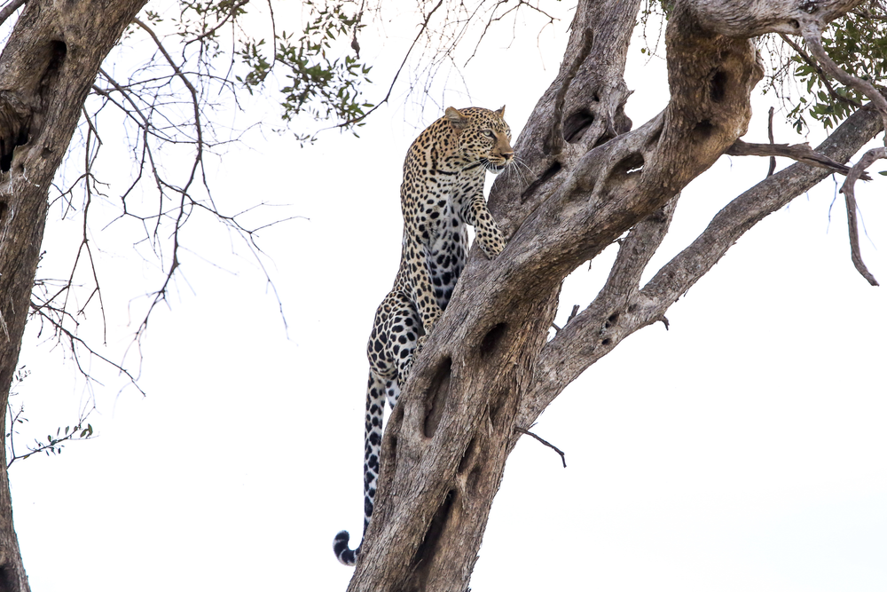 Mission Vision Values Usp Driving Business Success In East Africa