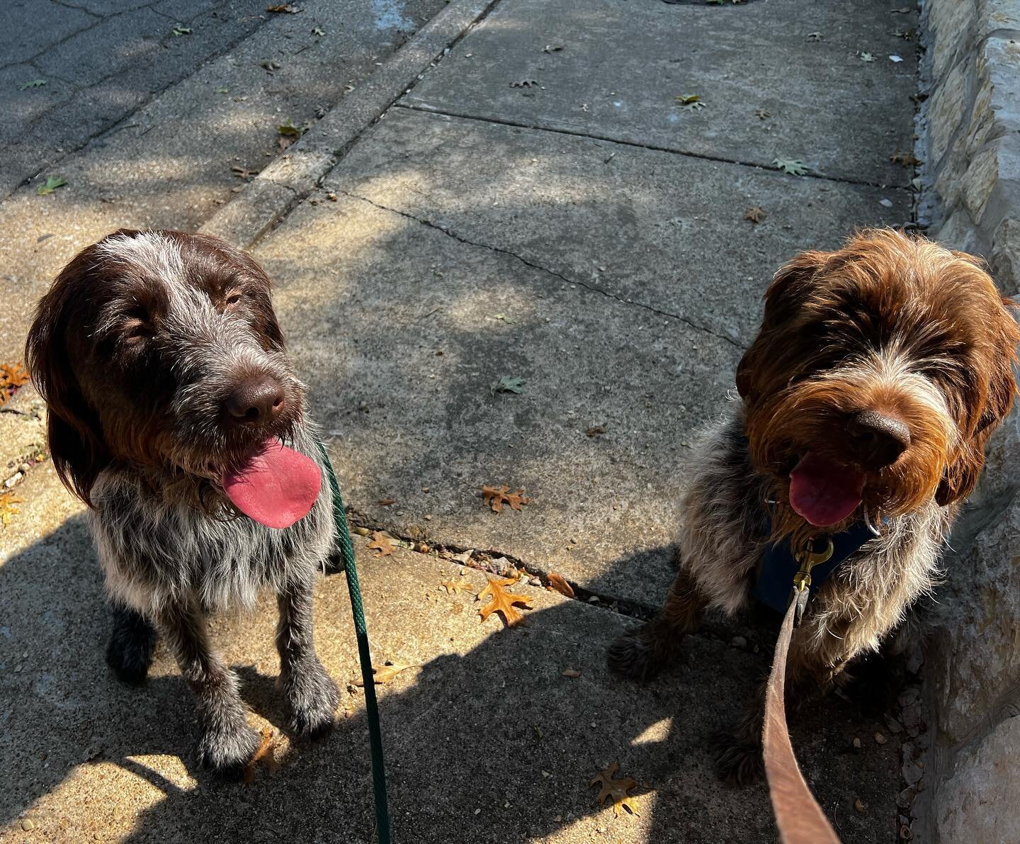 Hans and fritz #griffonpointer