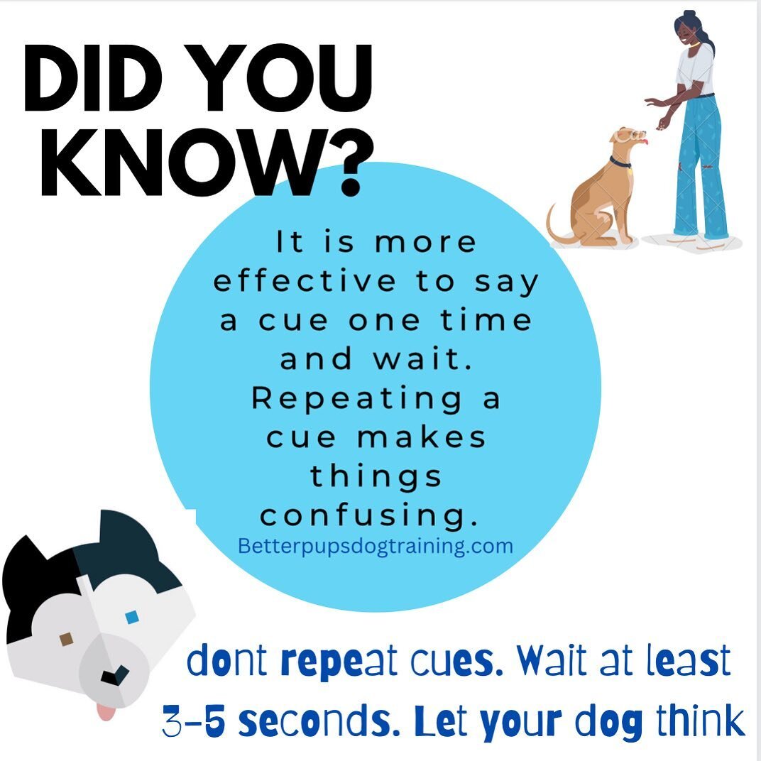 Many people struggle with patience in training. We want to talk at our dogs instead of giving time for our pups to process information. Waiting is not only helpful but can create clarity. Say less and show more.

#dogtraining #positivedogtraining