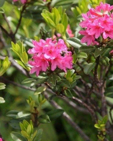 Magst Du Alpenrosen auch so sehr wie ich?
So ein Anblick ist ein wahrer gl&uuml;ckstupfer f&uuml;r mich.
F&uuml;r Dich auch? 🌺

Oft erleben wir im Alltag so viel Sch&ouml;nes, aber es huscht einfach an uns vorbei. Wir vergessen, die kleinen Wunder f