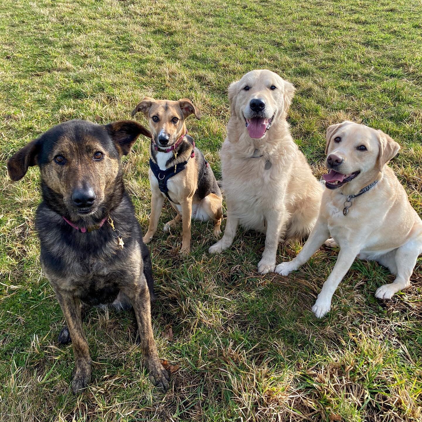 All the doggos came along to help out with one last check of the field before all of the hoopers and agility classes begin this weekend! Were they particularly helpful? No. Did the have fun? Absolutely! 

#dog #dogsofinstagram #dogs #dogsquad #dogsqu