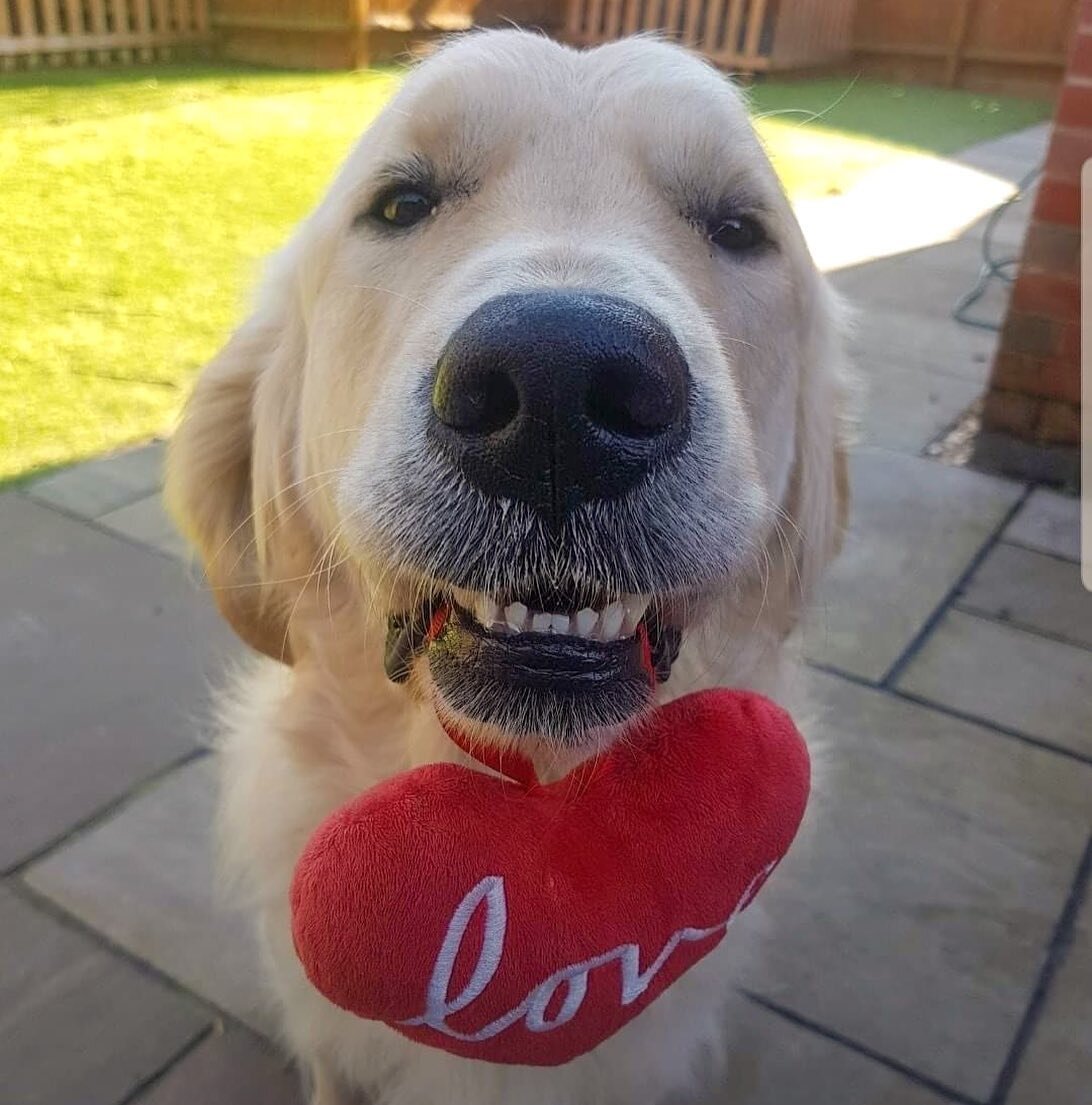 Gorgeous boy Apollo would like to wish you all a very Happy Valentine&rsquo;s Day! 🥰

#valentines #valentinesday #happyvalentinesday #love #dog #doglove #doglover #dogsofinstagram #goldenretriever #goldenretrievers #goldenretrieversofinstagram #gold