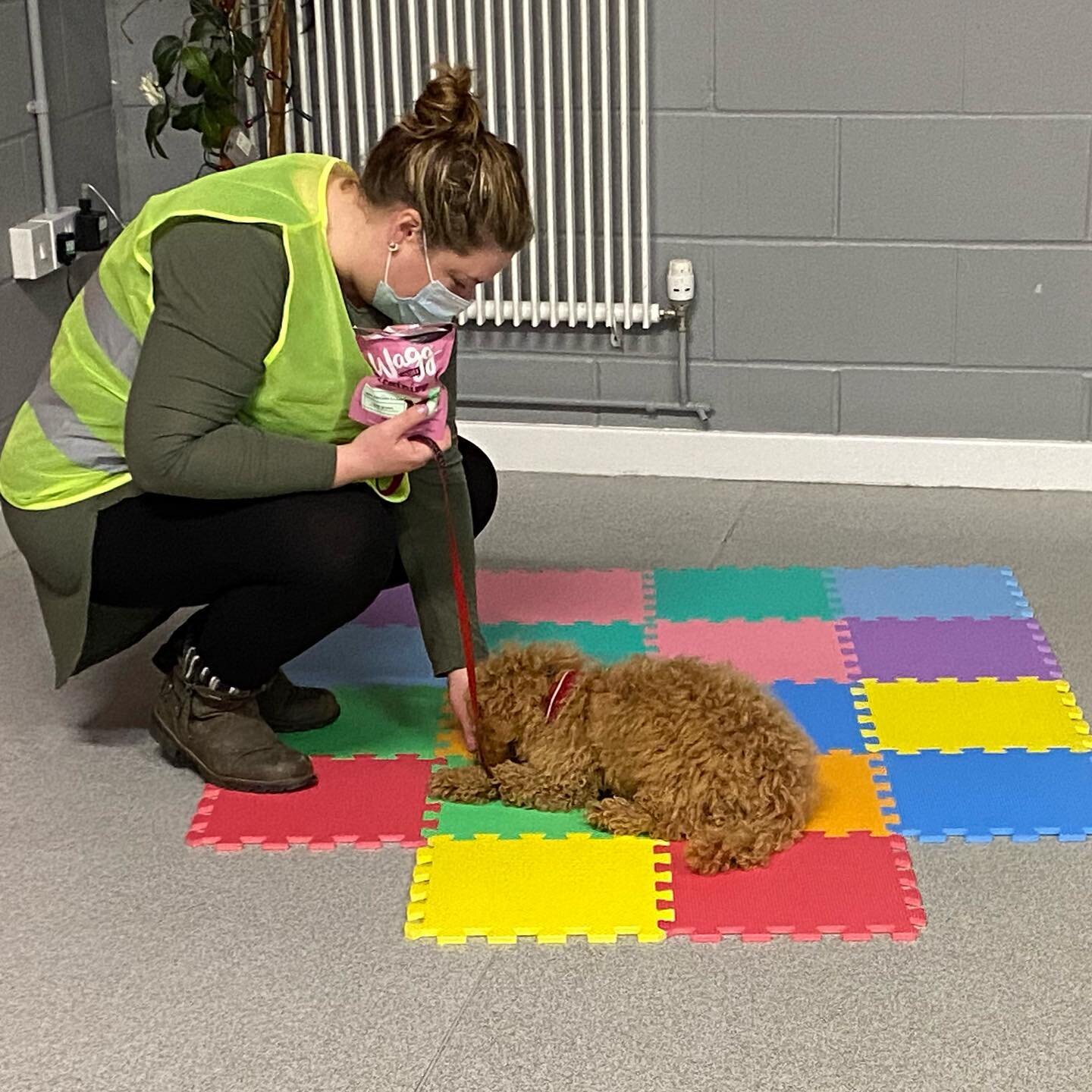So much fun in Puppy Class yesterday evening learning how to teach the puppies to interact with new objects and surfaces, and how to make their first experiences as positive as possible! We used high vis, a rubber crumb mat, foam tiles, a traffic con