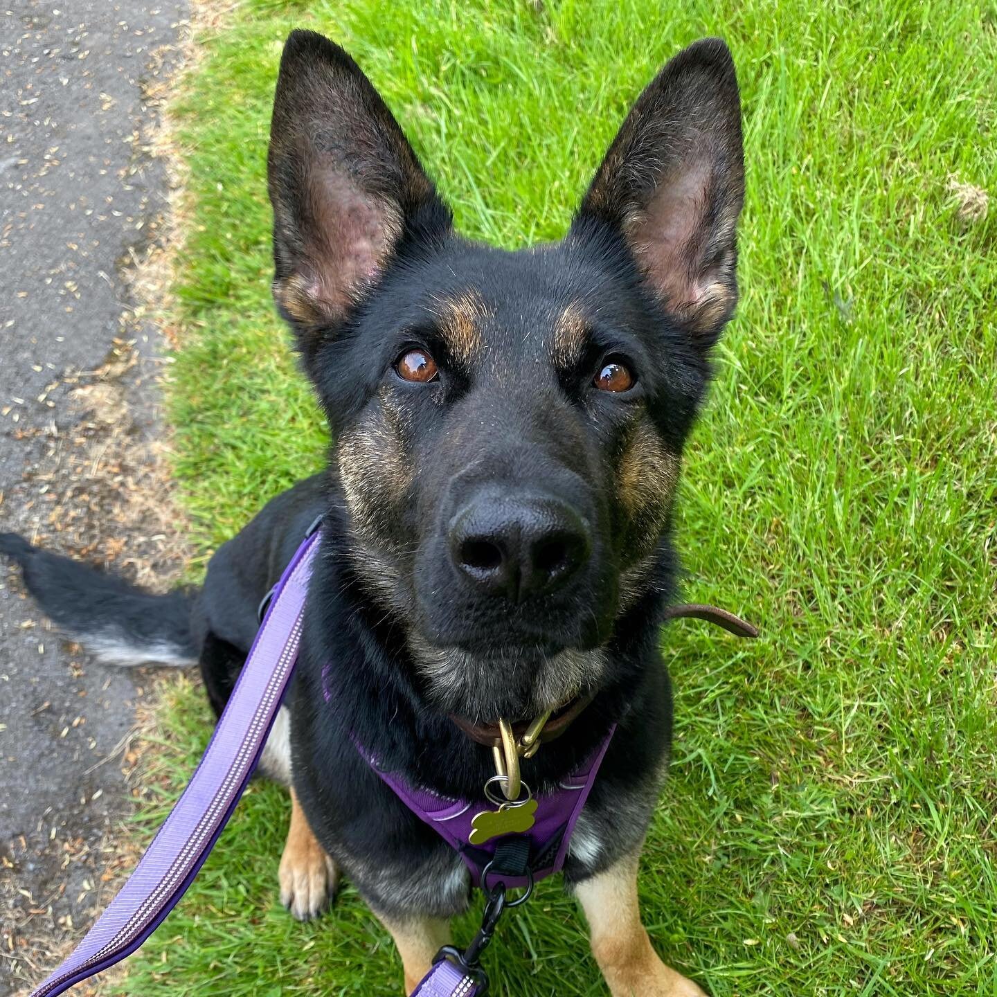 Beautiful girl Emma started some training with me this week to help build some confidence and help her feel less worried about seeing other dogs on walks 🥰

#dogtraining #dogtrainer #dogtrainers #dogtrainersofinstagram #forcefreetraining #forcefreed