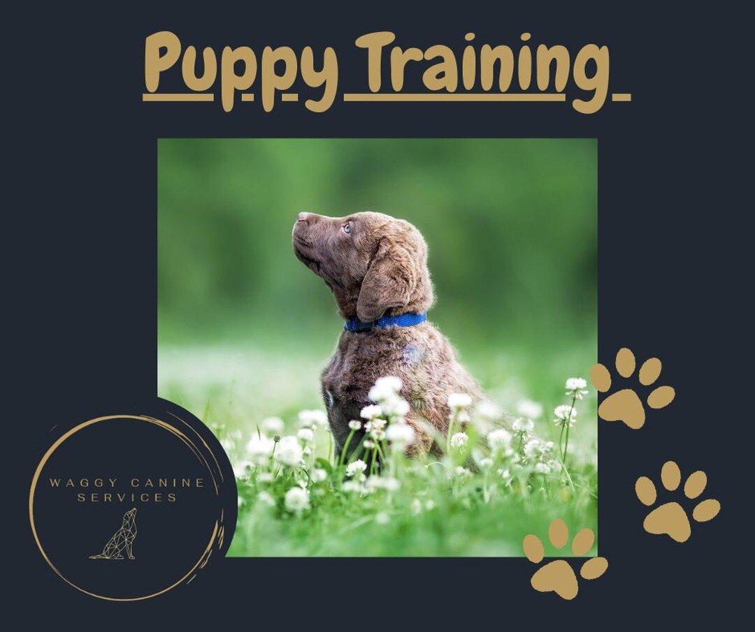 Puppy Training Classes!
4wks &pound;65
Now available to book, these classes will be held at our Swinderby Training Fields:

- 9am Saturday Mornings 23rd July - 13th August
- 5.45pm Tuesday Evenings 6th - 27th September

To book please click this link