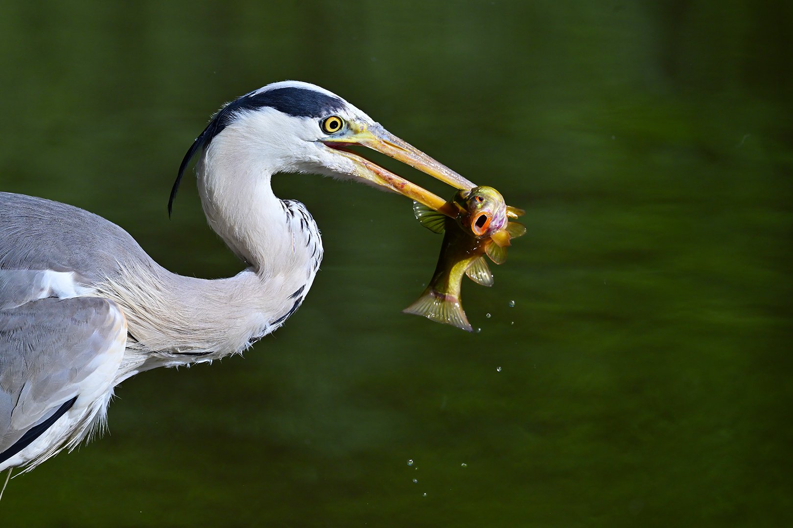 Heron with fish.jpg