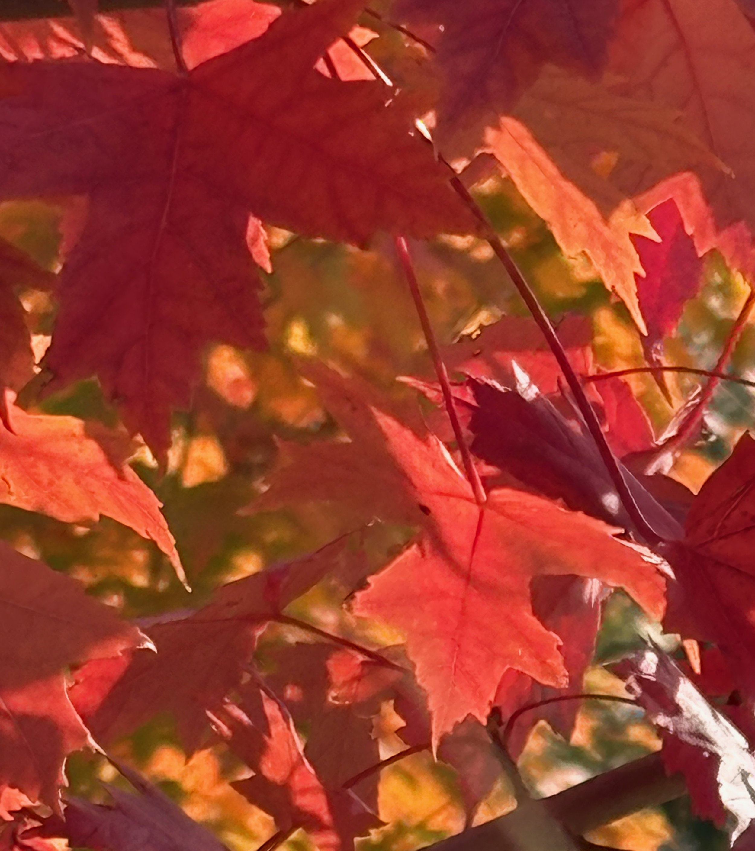 Scattering beauty: the creative dance of letting go