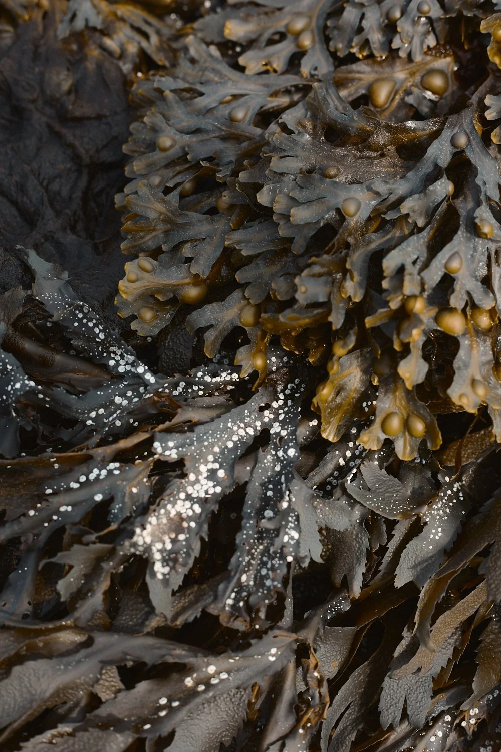 Close-up of brown seaweed with air bladders and white barnacle-like spots on kelp, on a rocky shoreline during low tide.