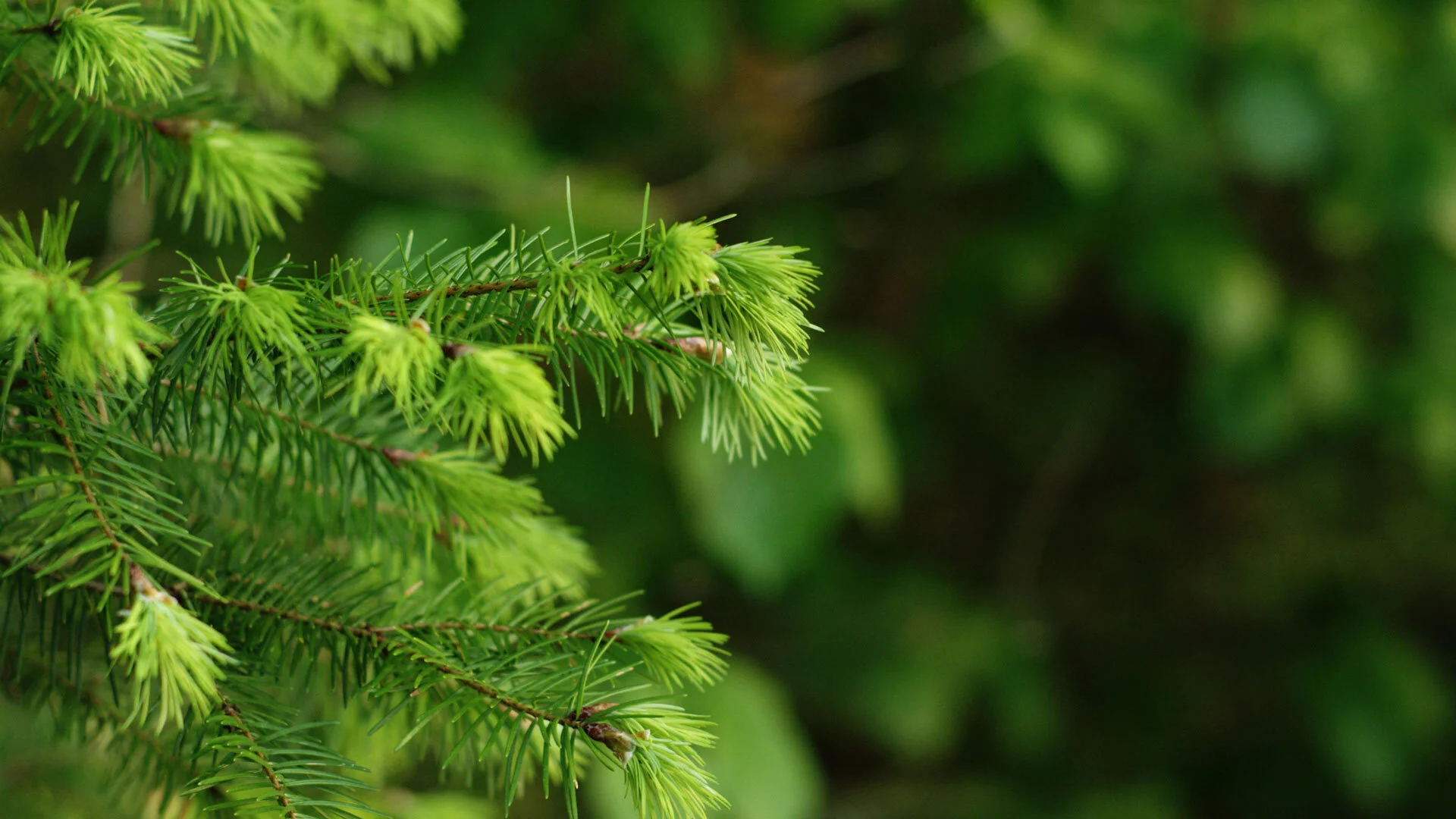 Placerville Wildfire Resilience Strategy