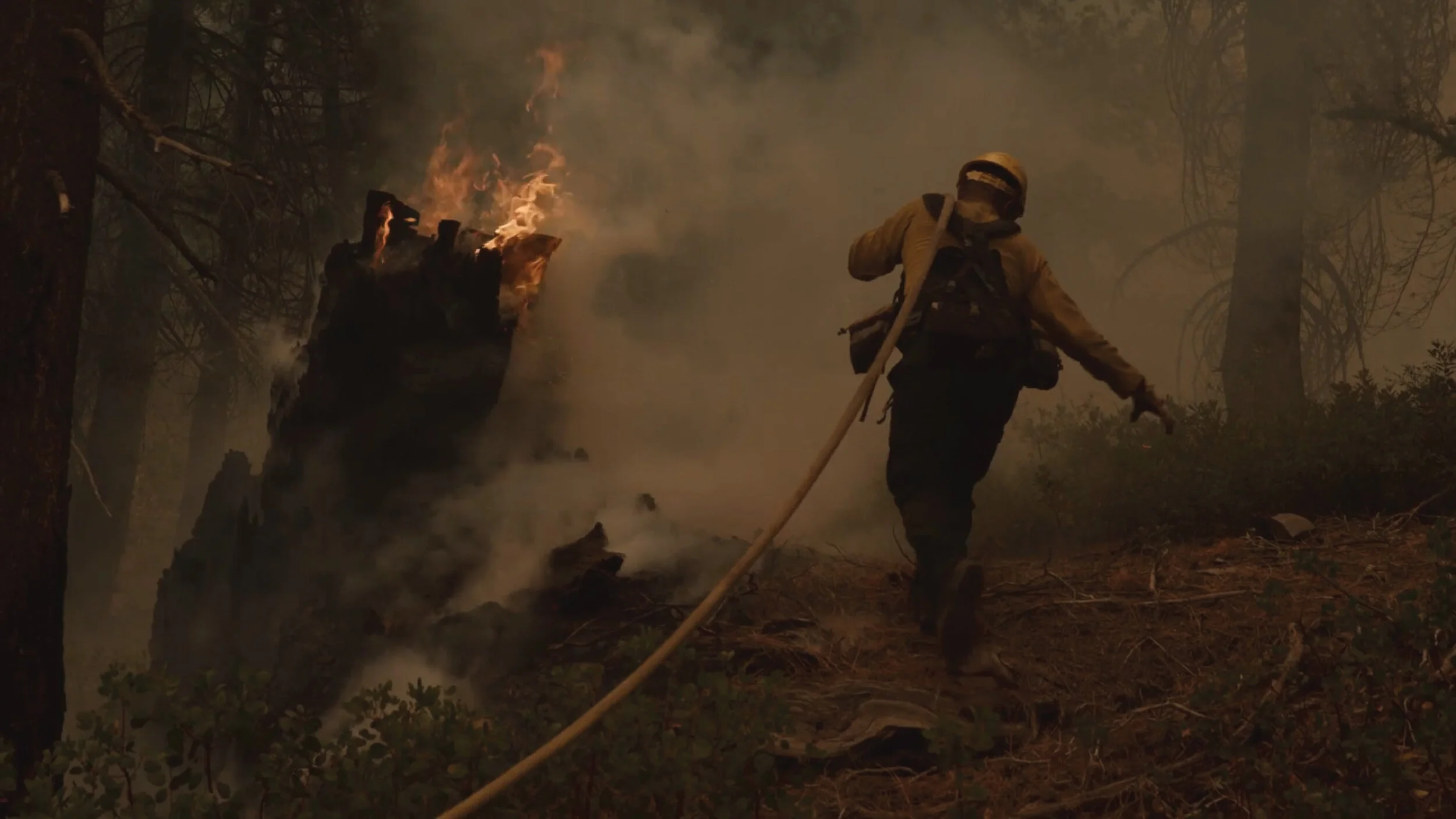 Forest Management on the Caldor Fire
