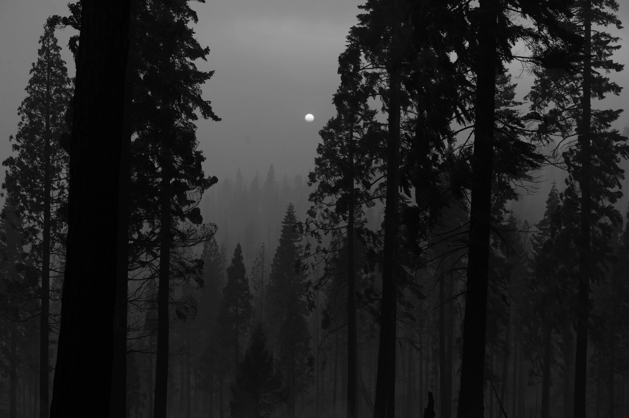 Mosquito Post Fire Disaster Recovery (EFRT)