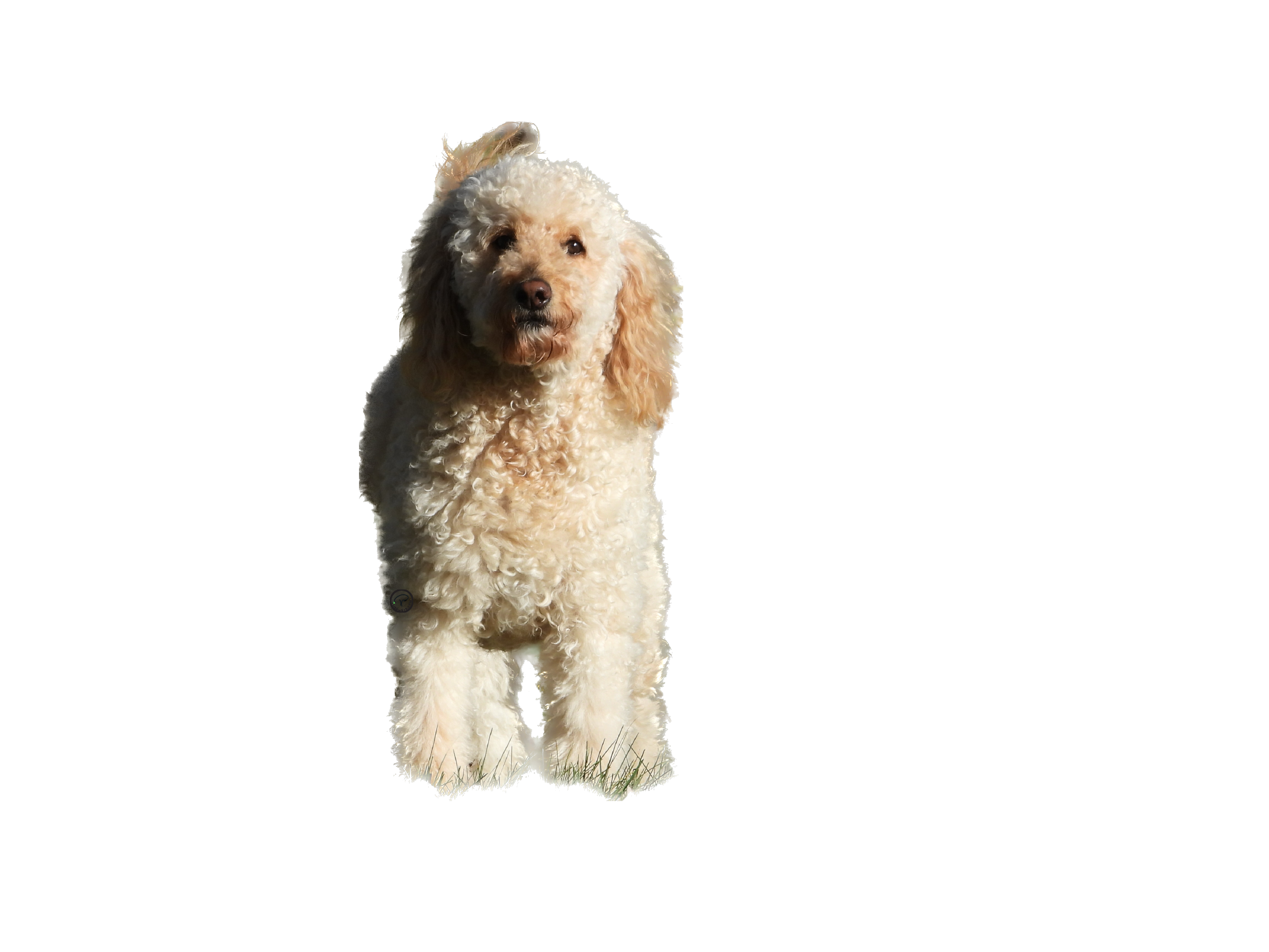 Simple Bella@2x.png