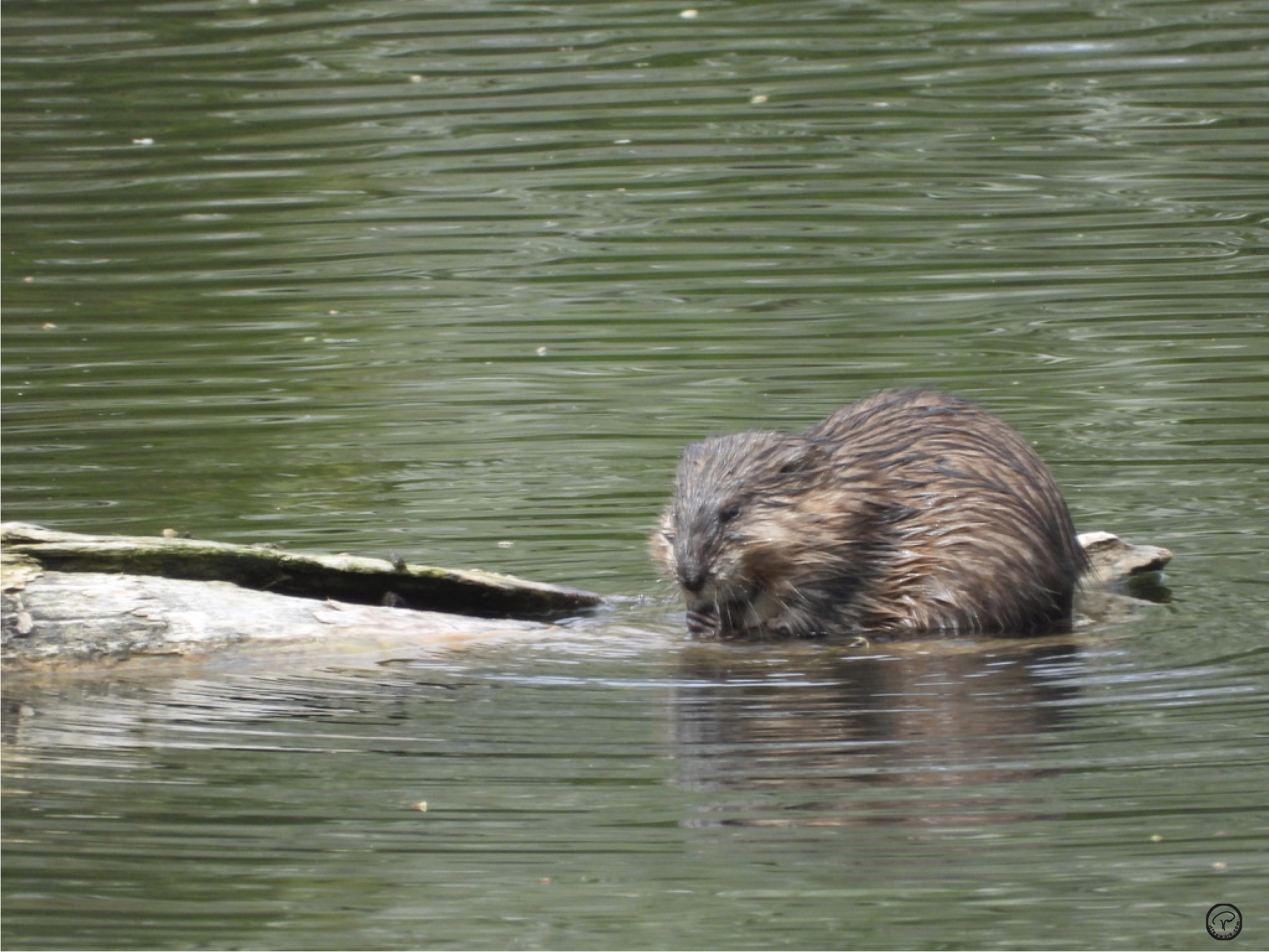Mr. Nutria