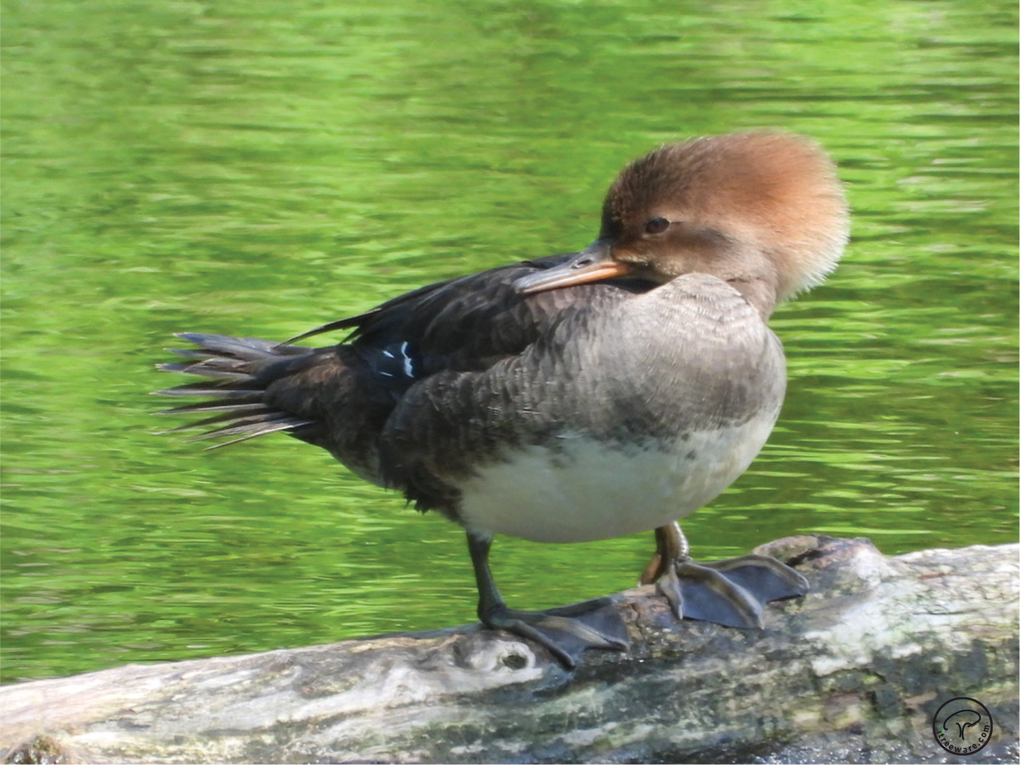 Goosander Diving Duck