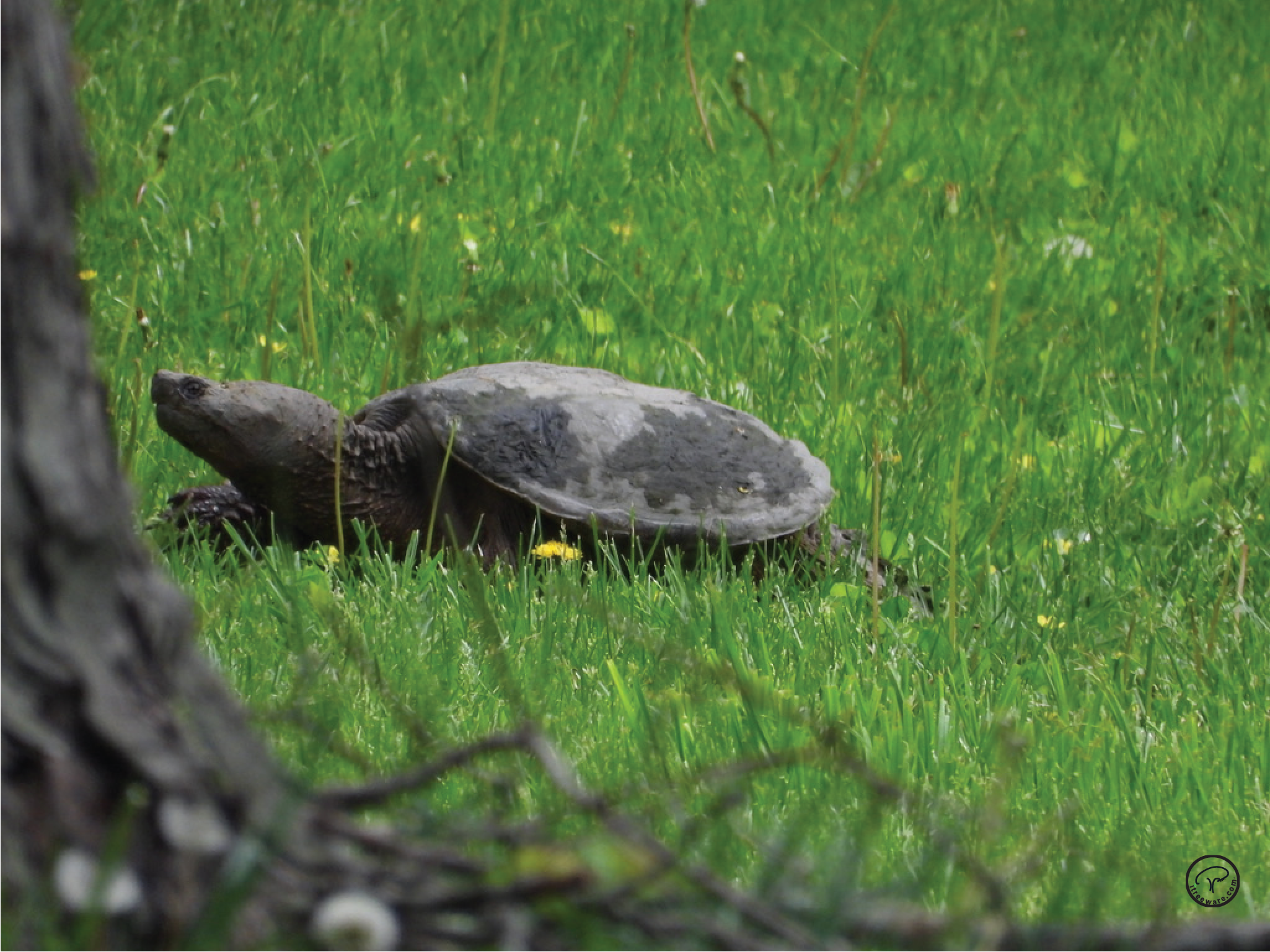 Turtle in Grass
