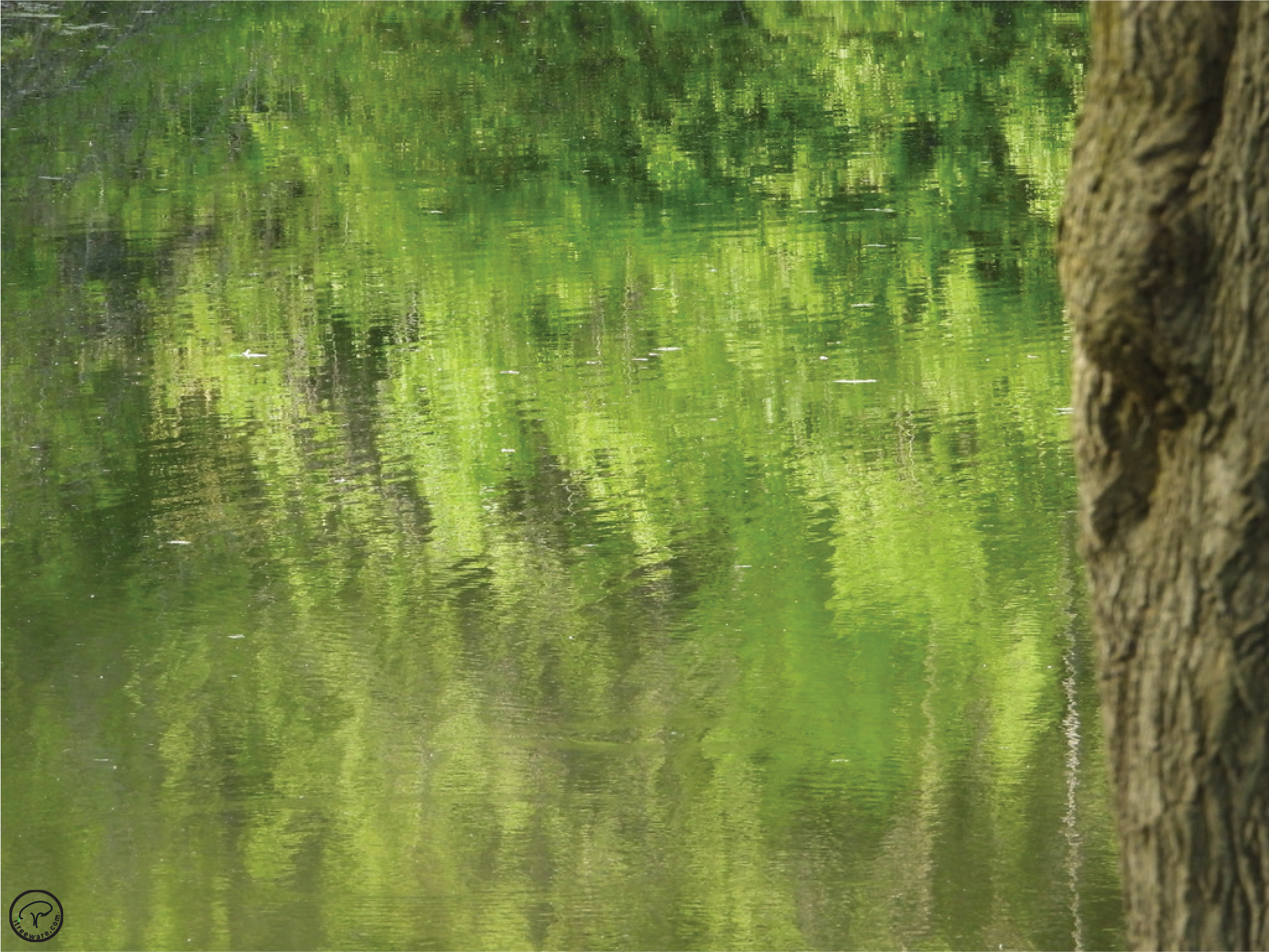 pond reflections@2x.png