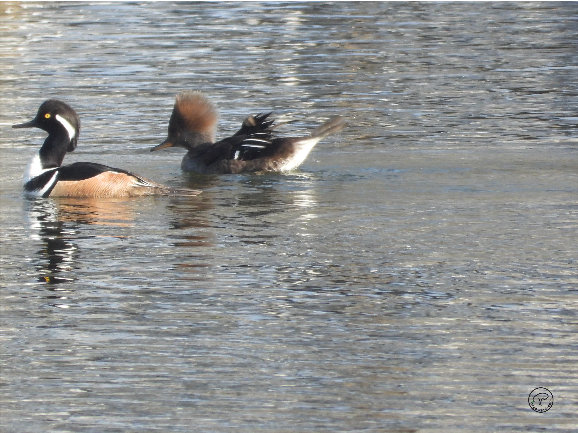 Mr Mrs Goosander@2x.png