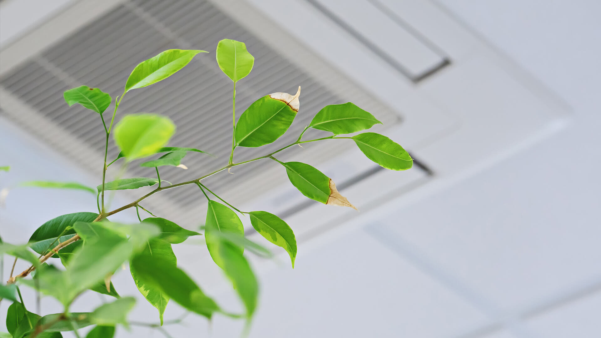 How can I improve indoor air quality?