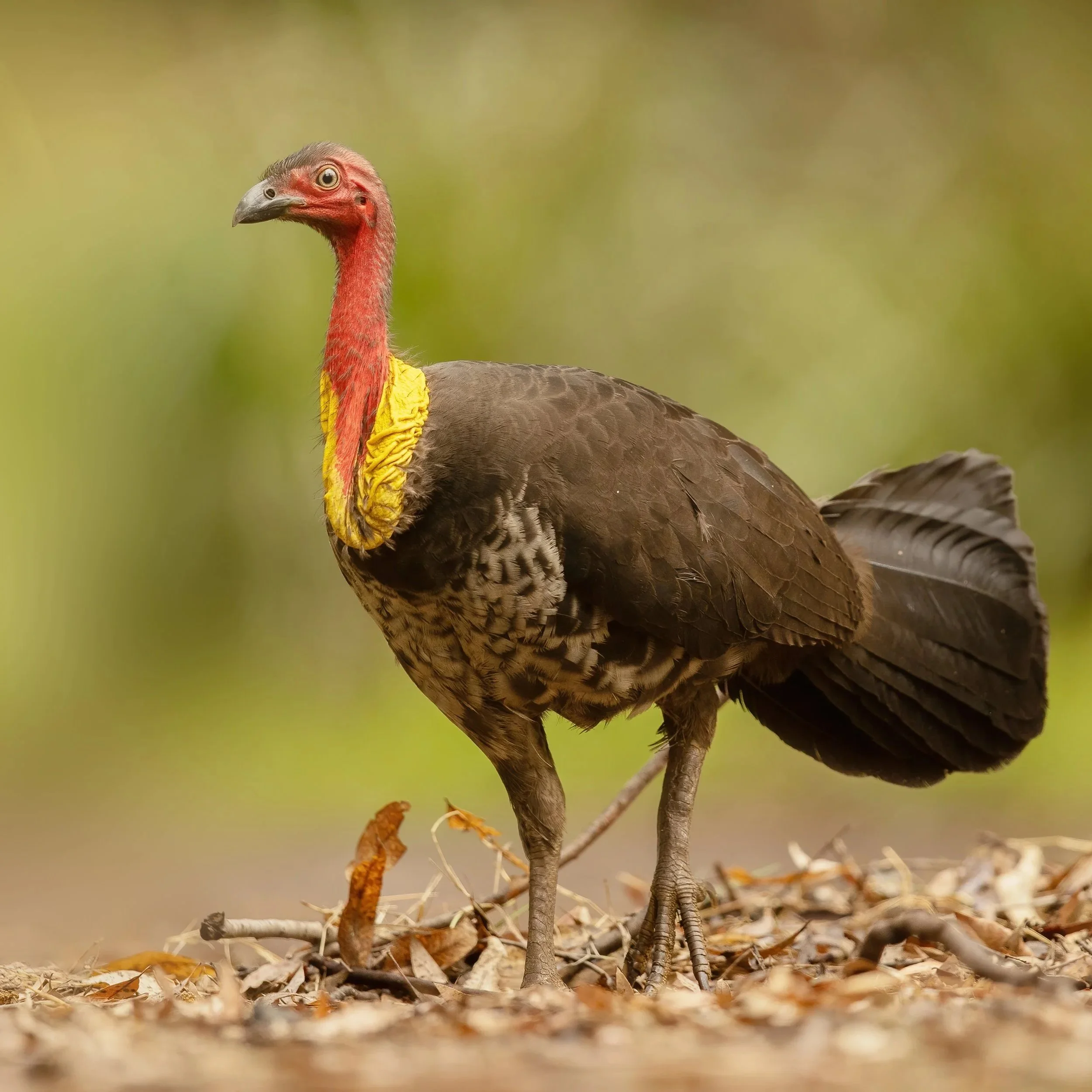 What a bush turkey can teach us about lifelong learning