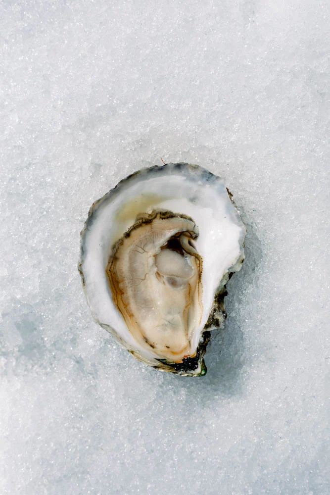 oyster.png