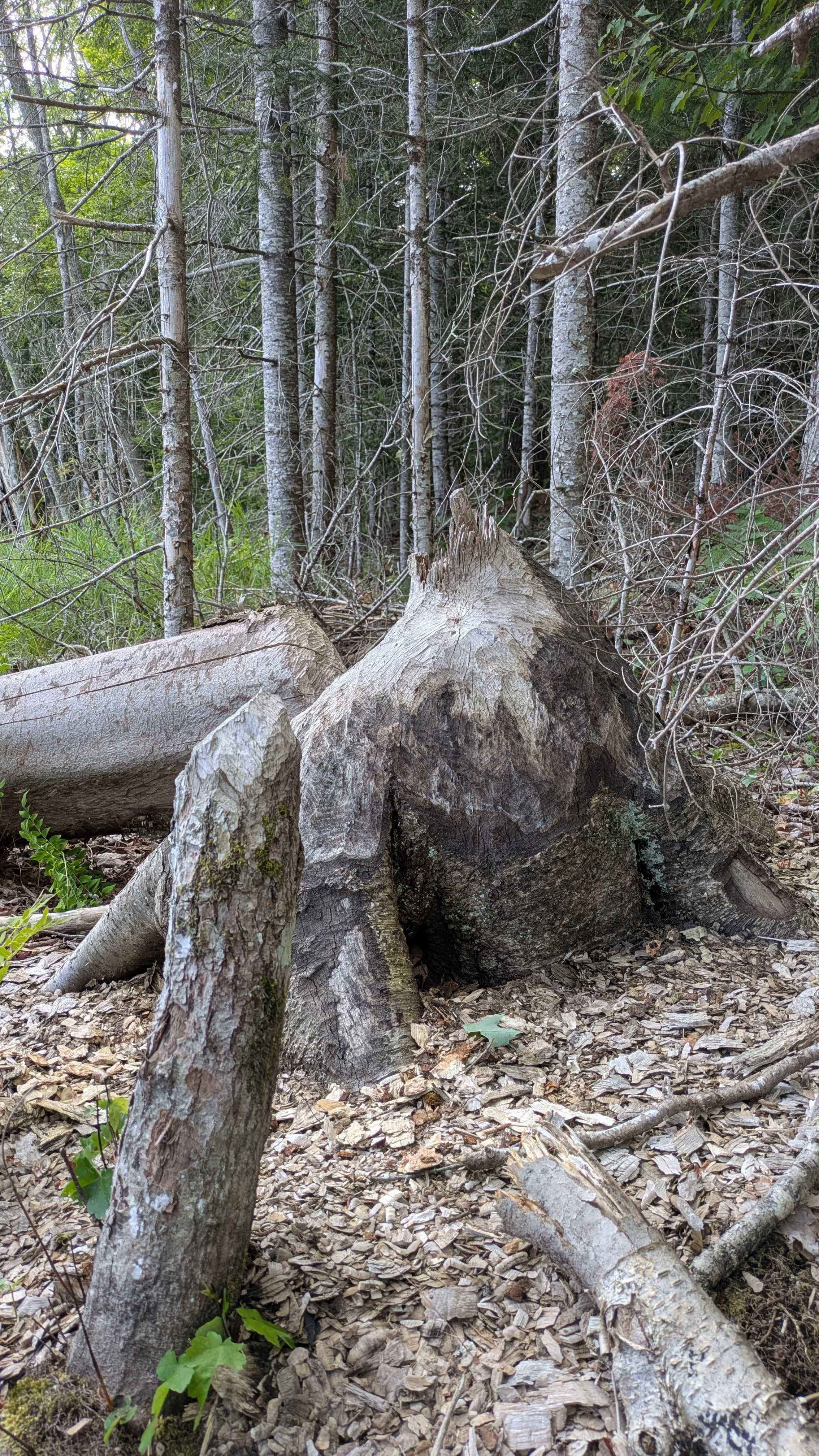 Beaver stump 