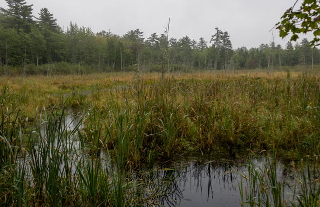 Wetland:Nature’s Kidneys; A Pop-Up TEacher PD
