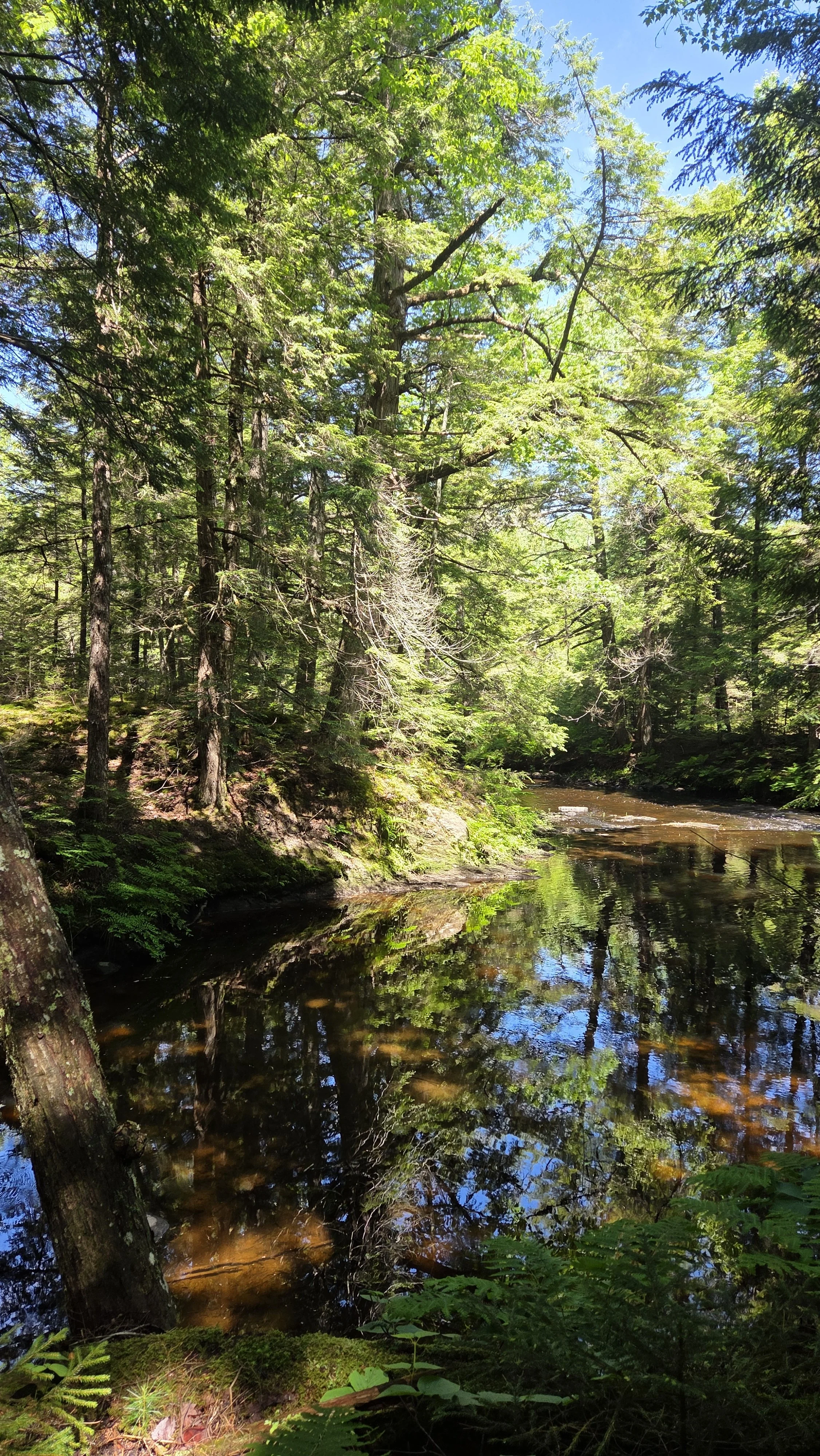 Bolen Hill trails