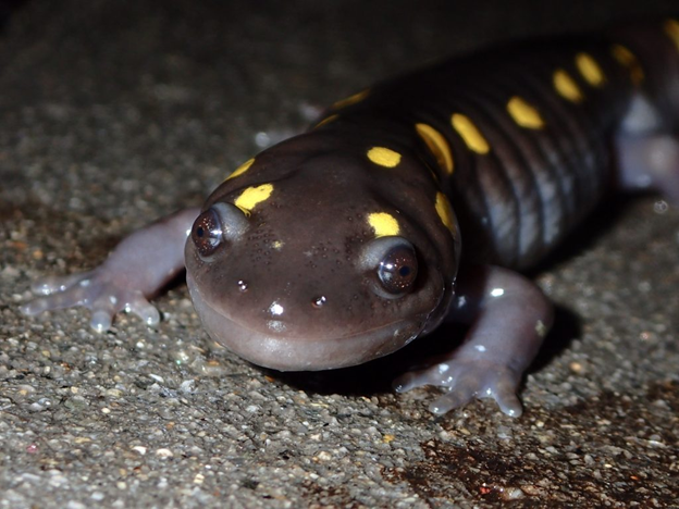Vernal Pool Salamander Spotted.png