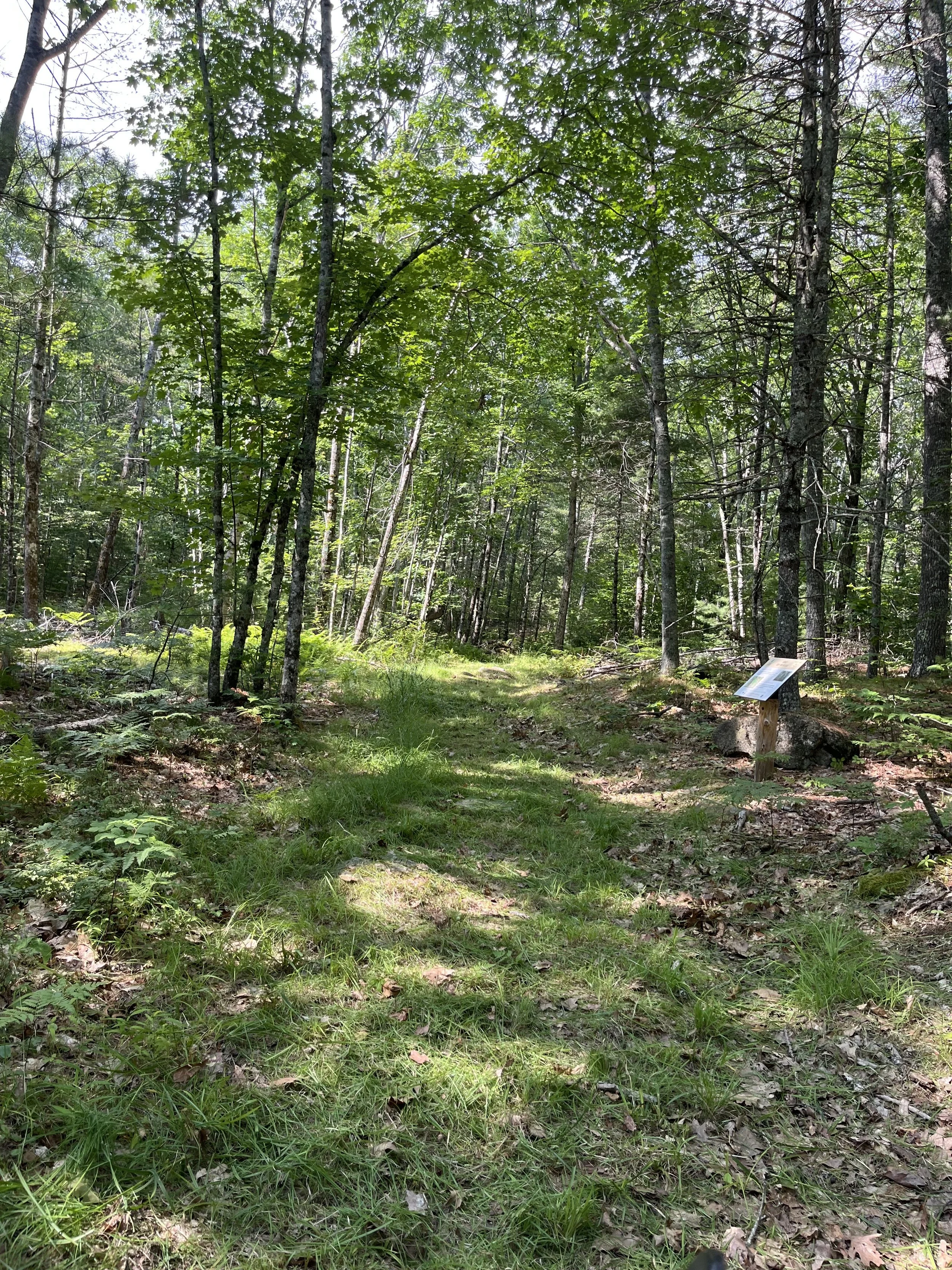 July 11, 2025 Summer!