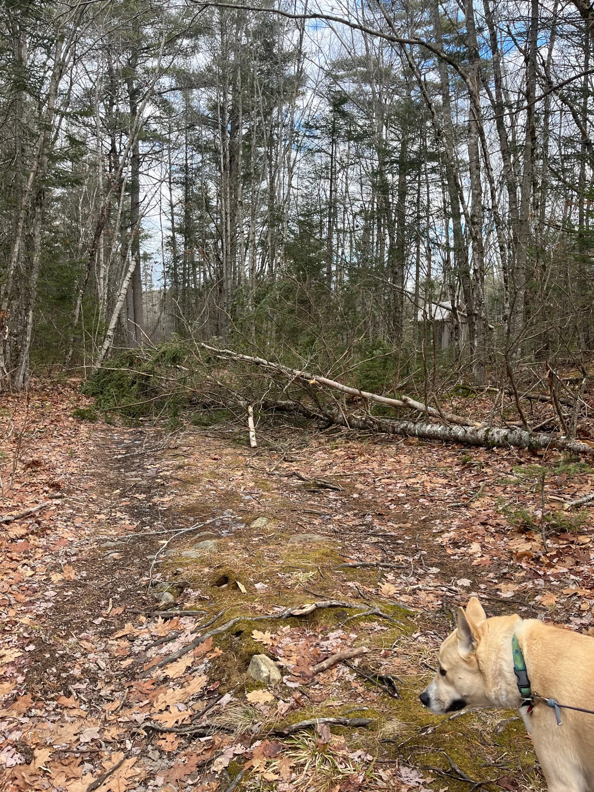 Downed tree in trail