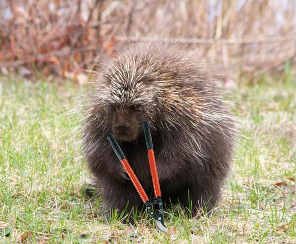 Bever with Loppers.png