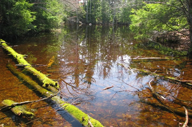 Vernal Pool HVNC.png
