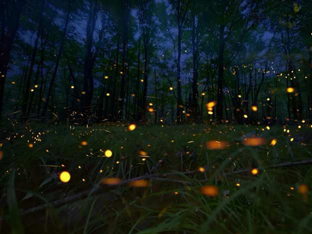 Fireflies.png