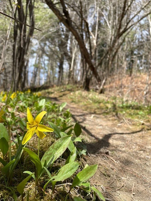 Trout Brook Flowers 1.jpg