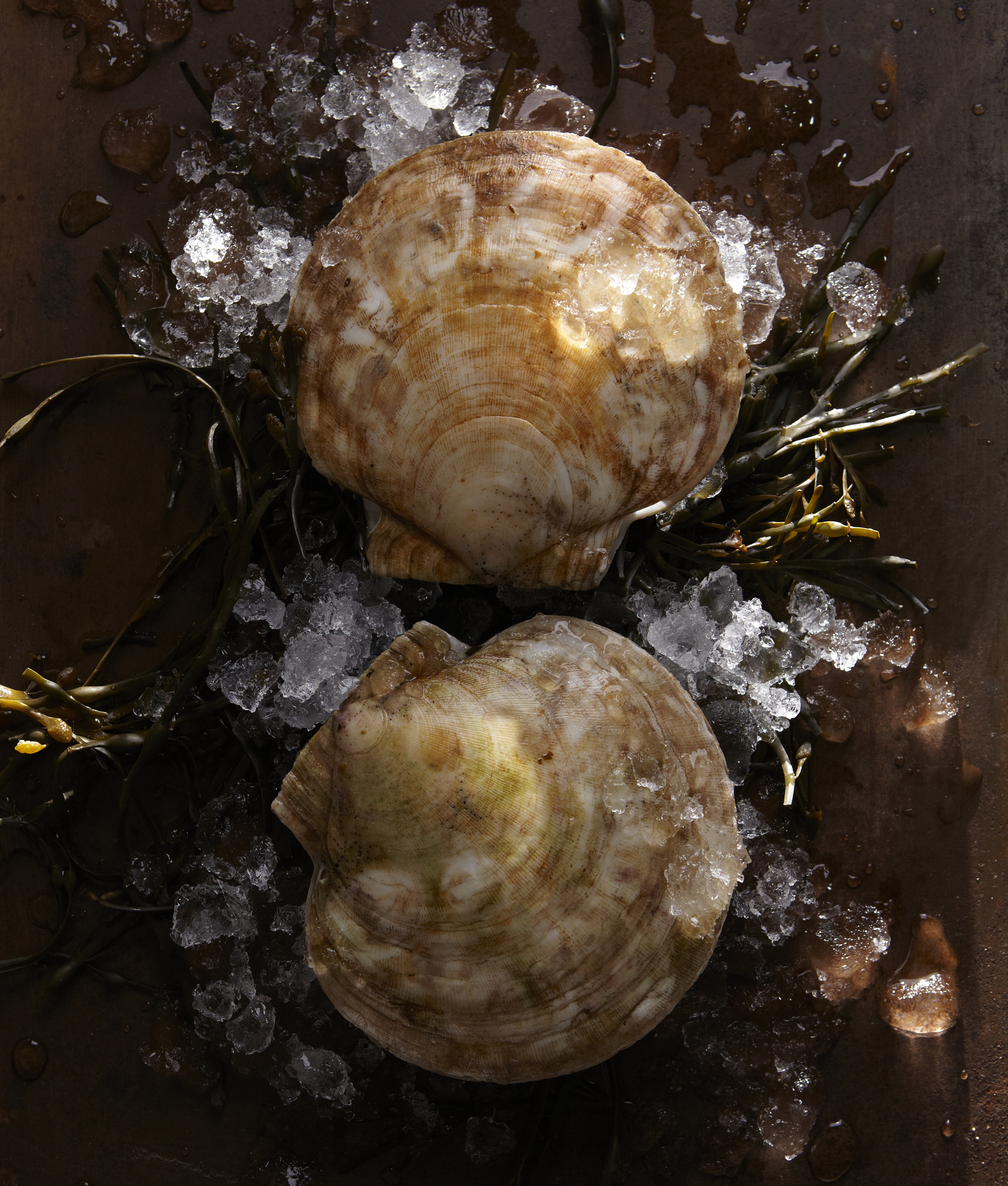 iced clams