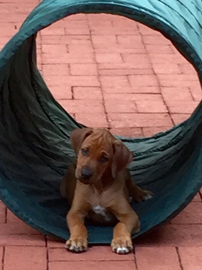 puppyclass2.jpg