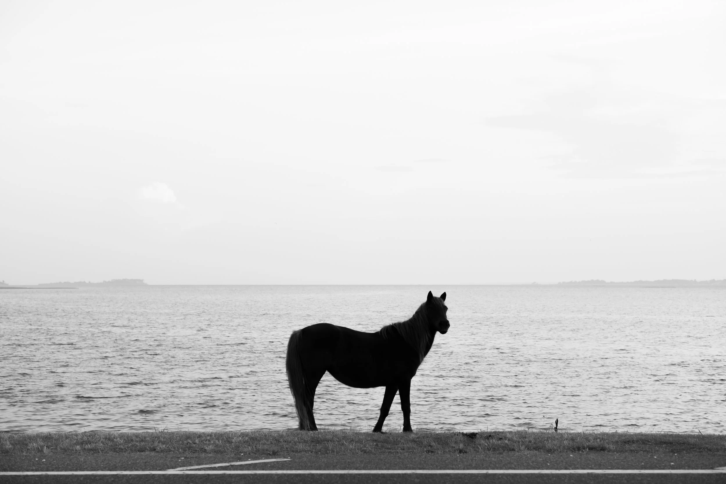 Assateague.jpg