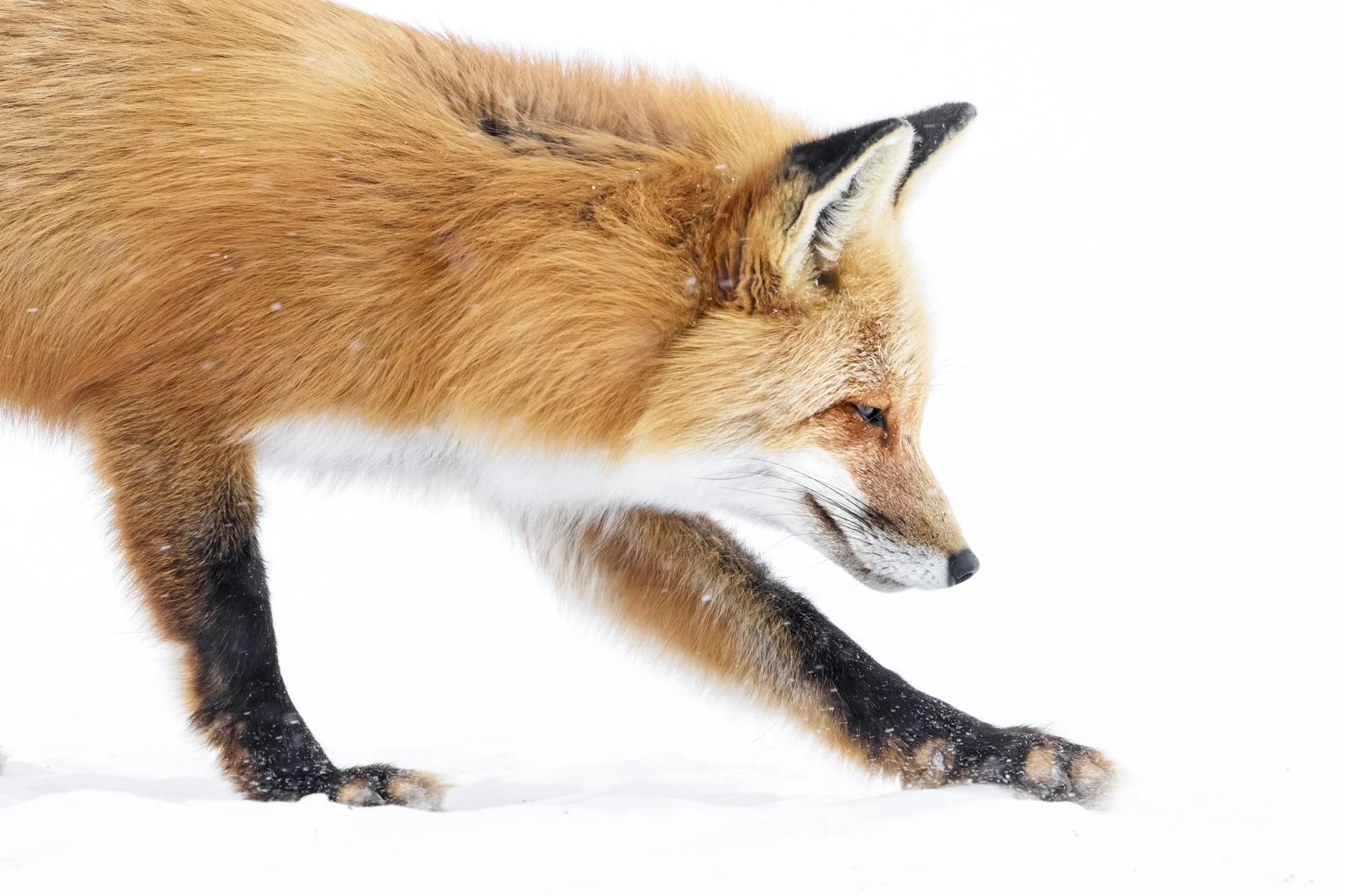 Red Fox-2.jpg