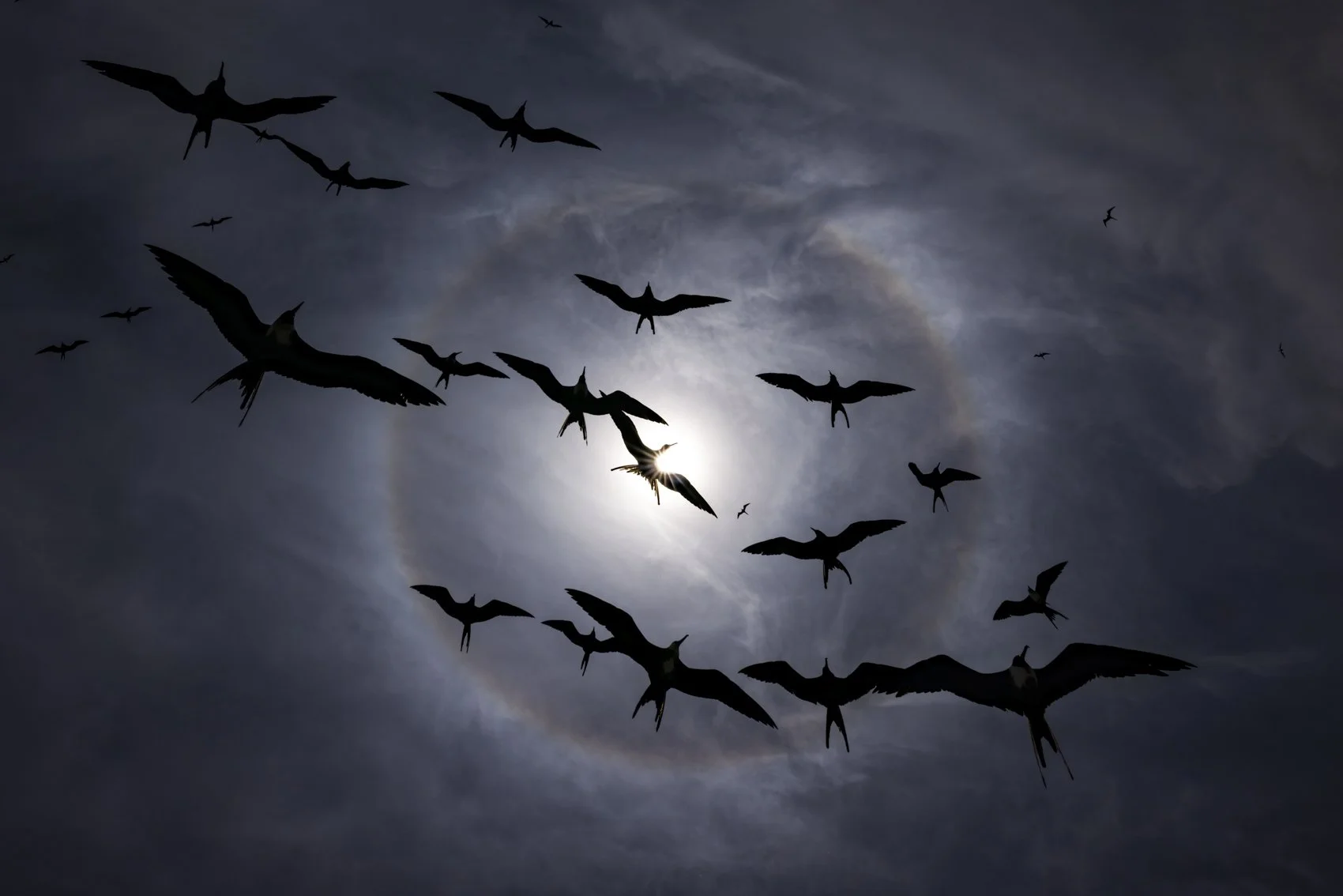 frigatebirds and sun halo uncropped.jpg
