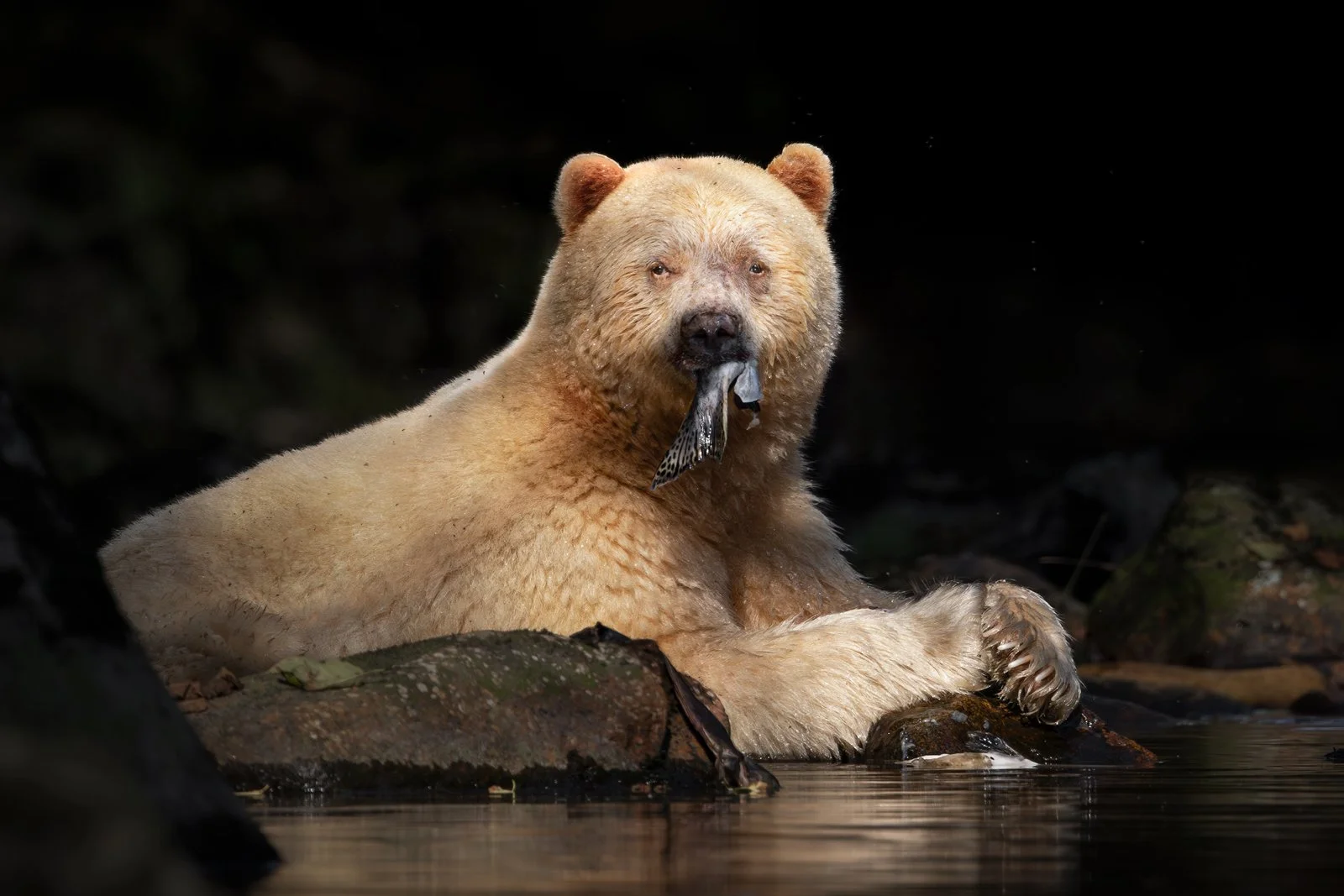 Spirit-bear-01-3x2-crop-web.jpg