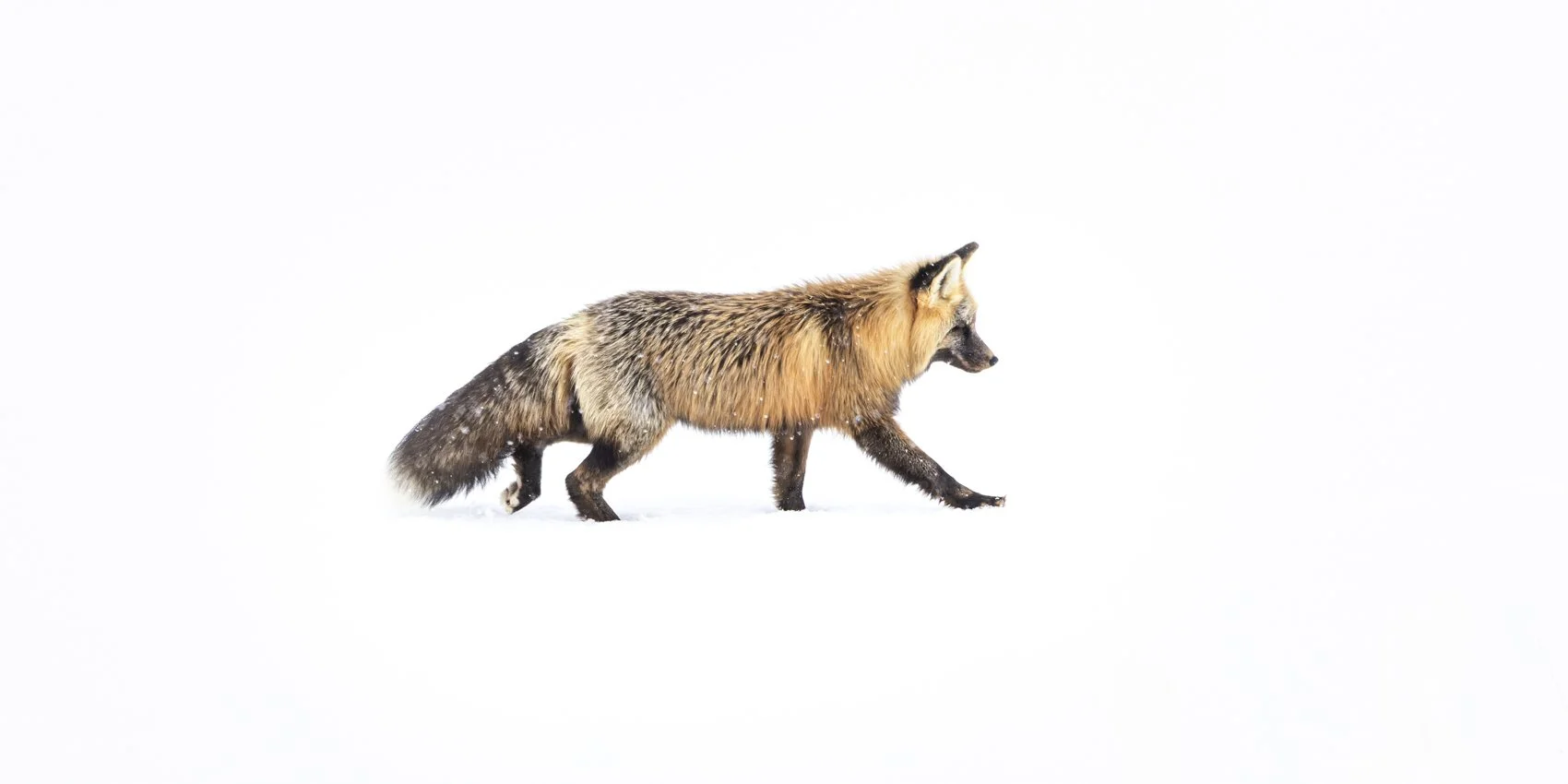 Red Fox.jpg