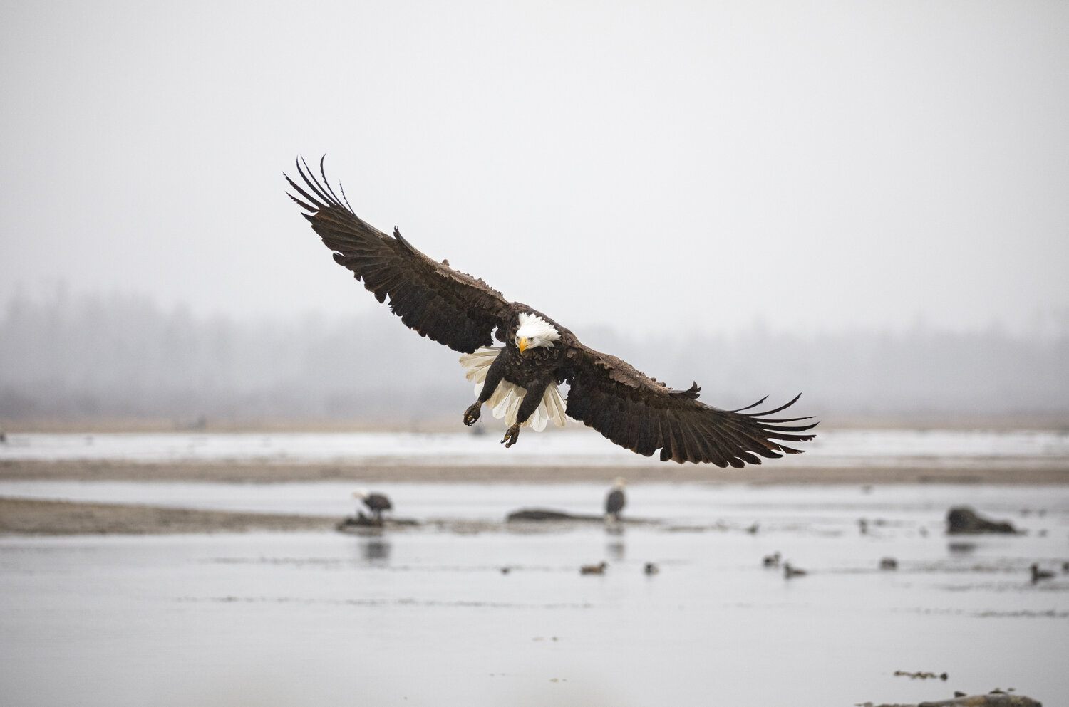 birding tours vancouver