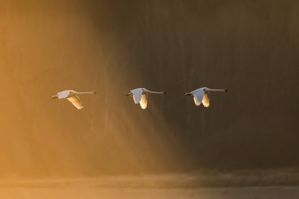 birding tours vancouver