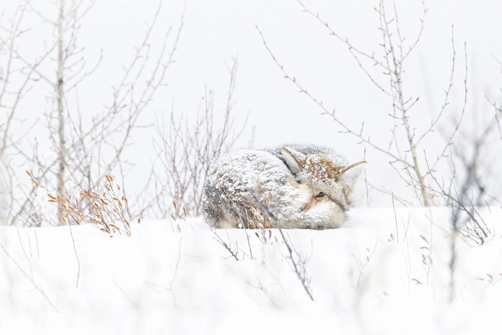 coyote (1).jpg