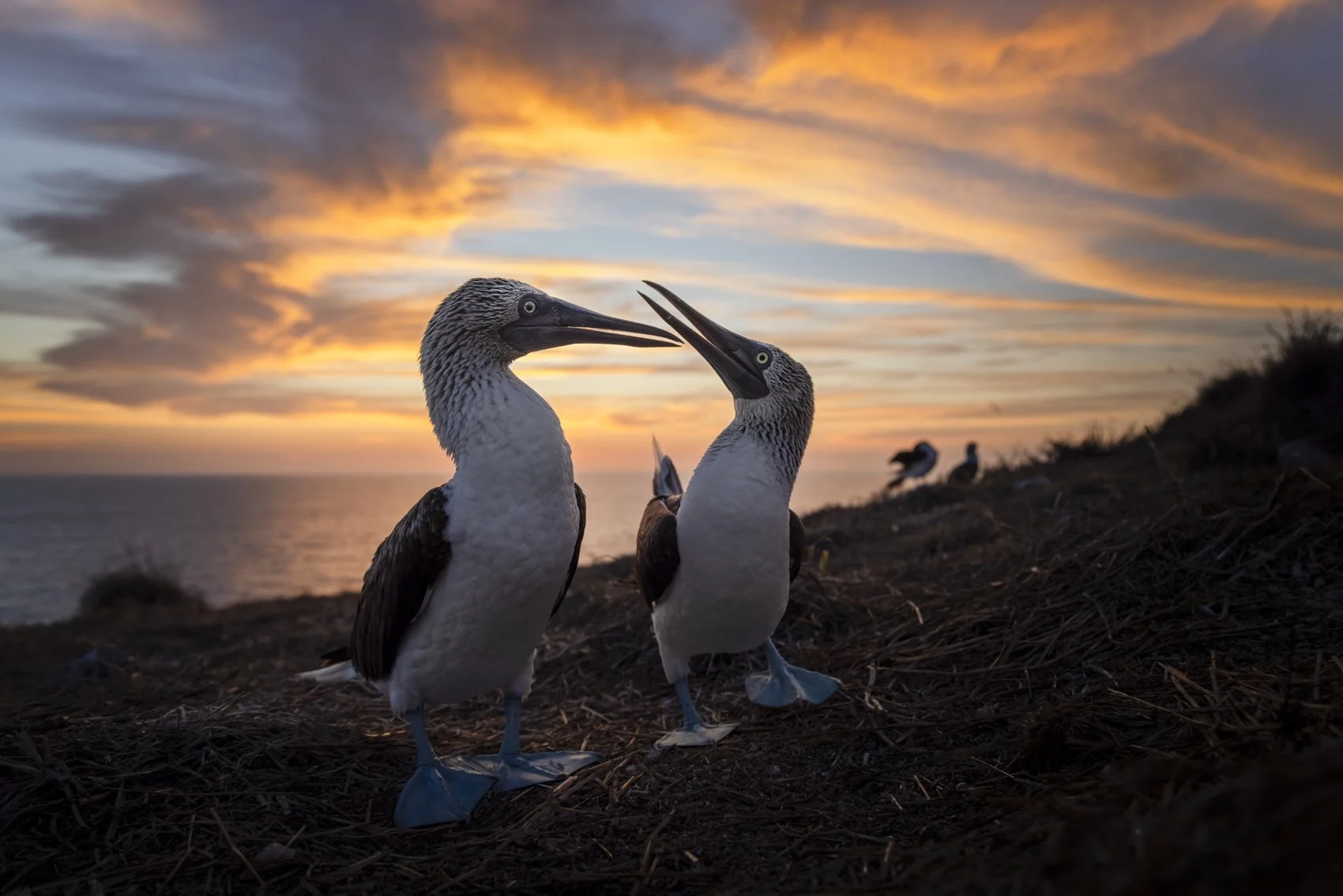 Blue-footed Boobies.jpg