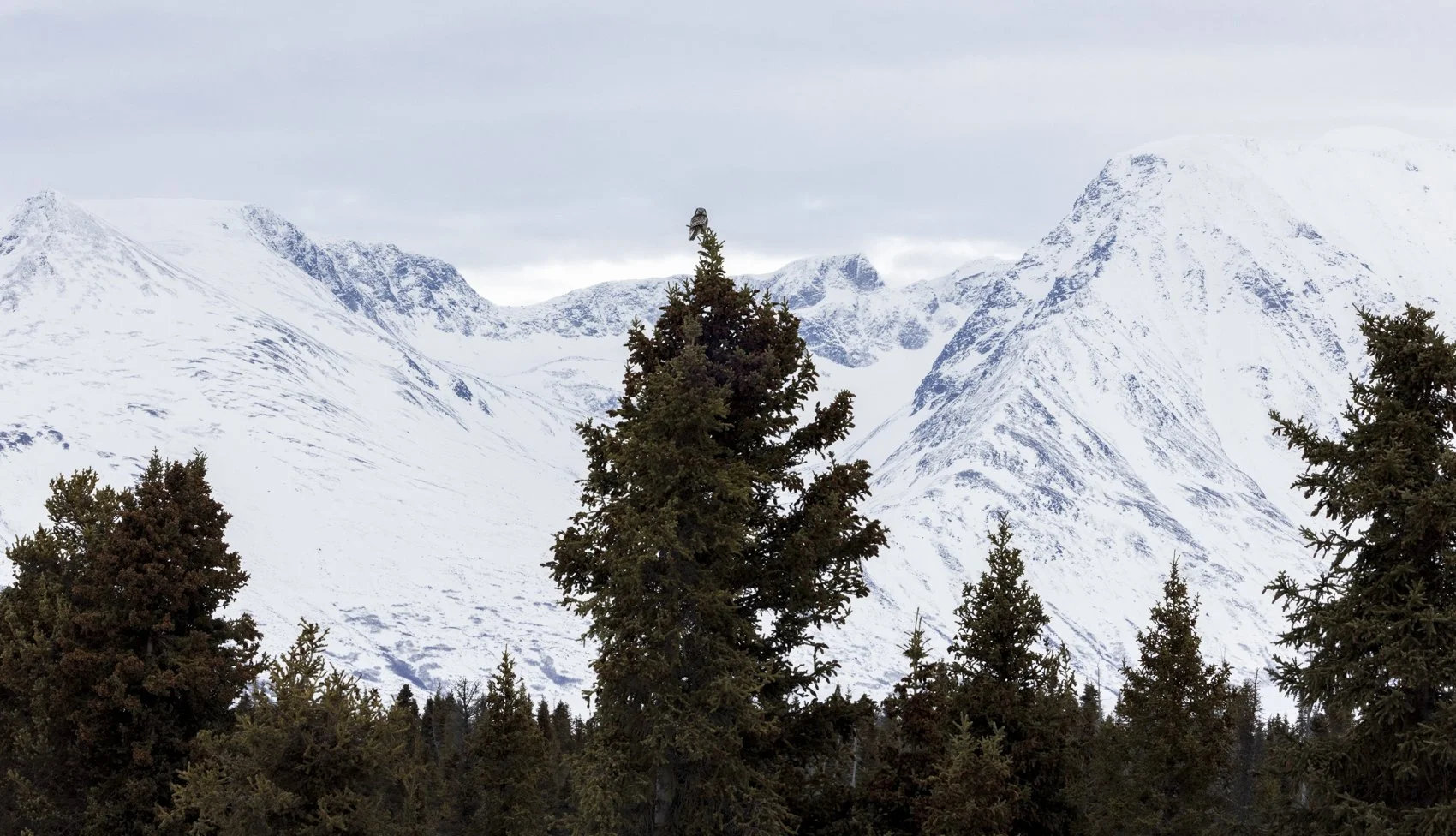 hawk owl in landscape.jpg